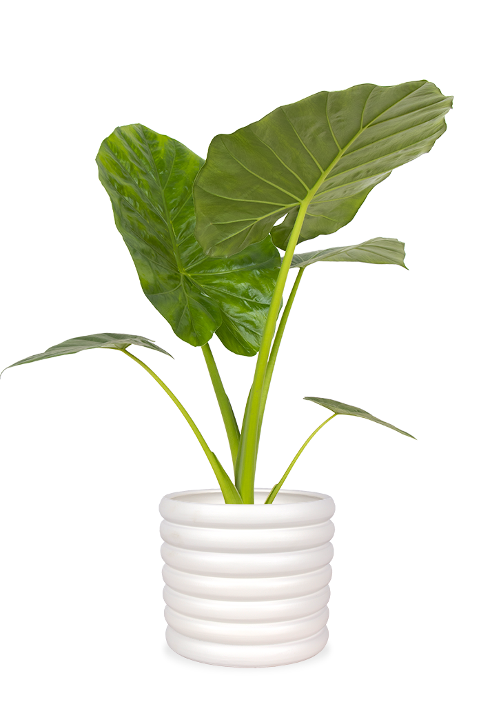 Alocasia_Maccrorrhiza_P19_sierpot