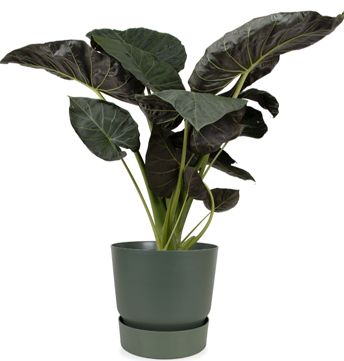 Alocasia_Regal_Shield_P35_sierpot