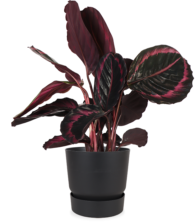 Calathea_surprisestar_p14_sierpot_1f094f89-2787-40a2-a323-ab85fafcf8cb