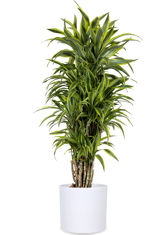 Dracaena_Lemon_Lime_branched_P27_sierpot