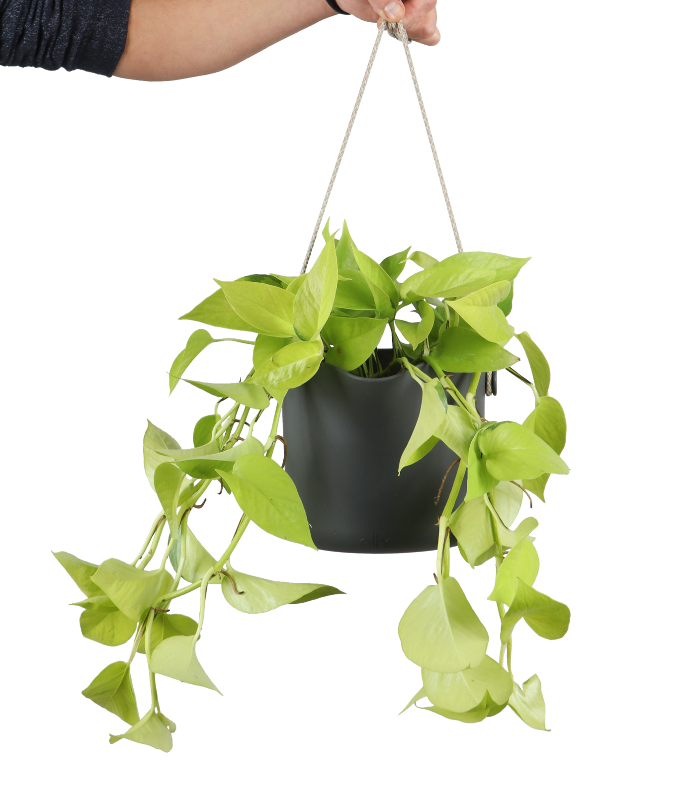 Epipremnum_pinnatum_golden_pothos_p15_42194c31-801a-4db9-abc3-ed60019a1707