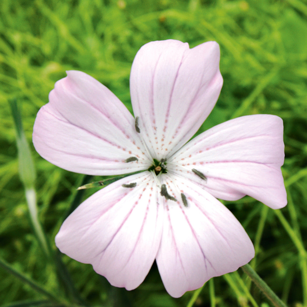 F1346-1_8dd0f765-e613-493a-a018-601cf0ba9dd4