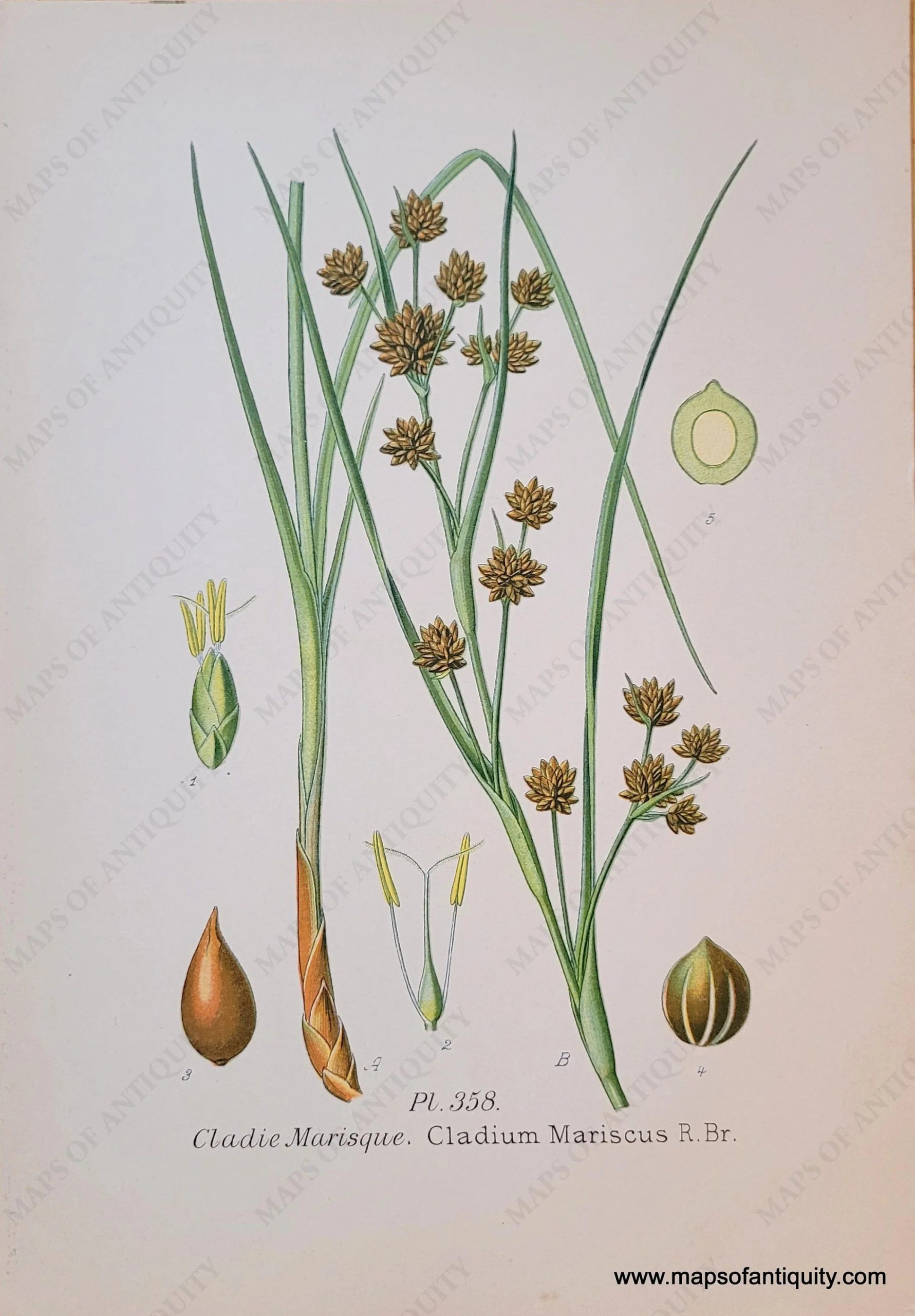 NAT1044-Genuine-Antique-Chromolithograph-Print-Cladium-Mariscus-R-Br-1891-Masclef-Bonnier-Maps-Of-Antiquity_572d9c14-d464-4a87-9416-c22beb95a950