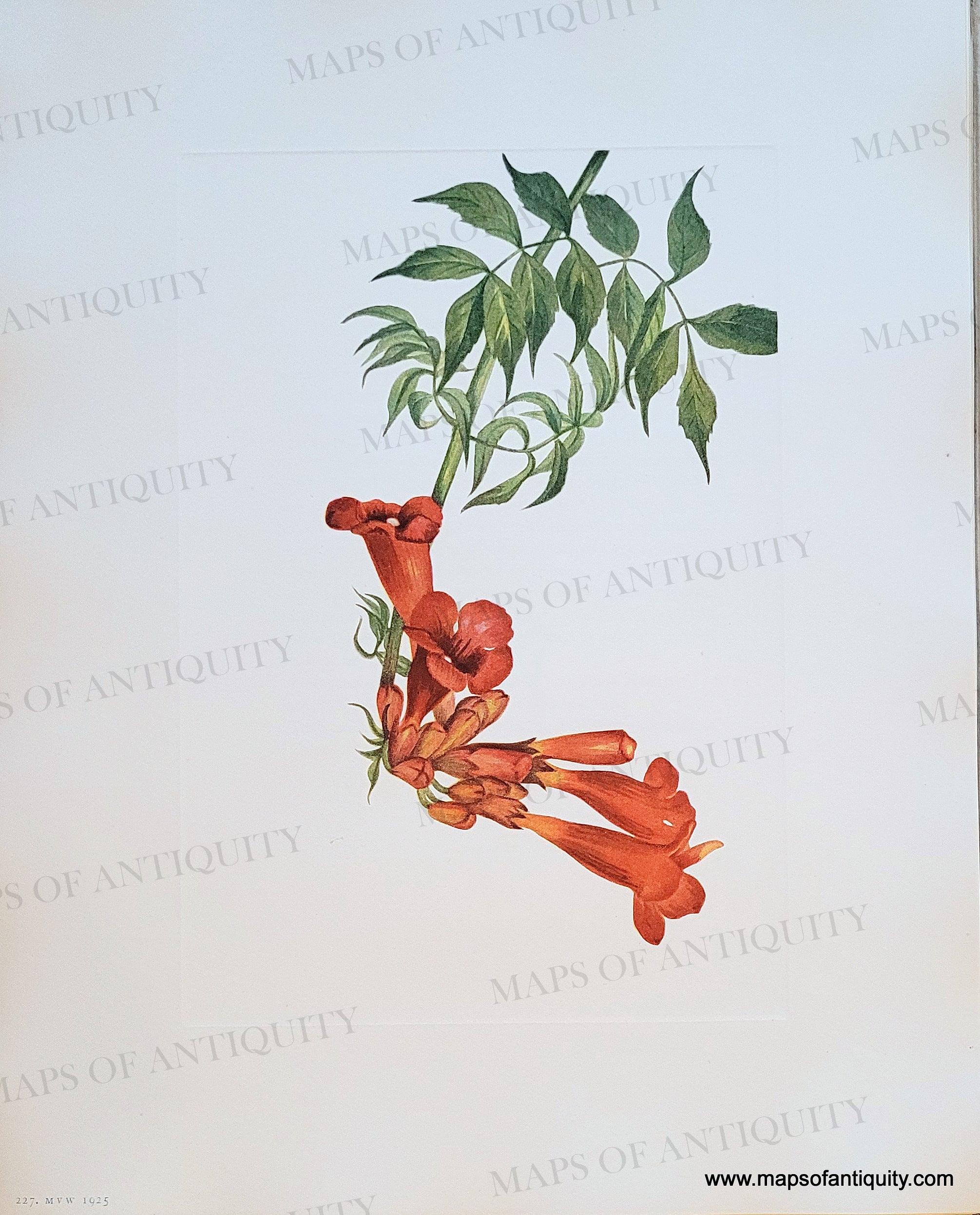 NAT1404-Genuine-Antique-Botanical-Print-Trumpetcreeper-Bignonia-radicans-Linnaeus-1925-Mary-Vaux-Walcott-Maps-Of-Antiquity_413de962-2efc-47ba-a771-89d2208262f7