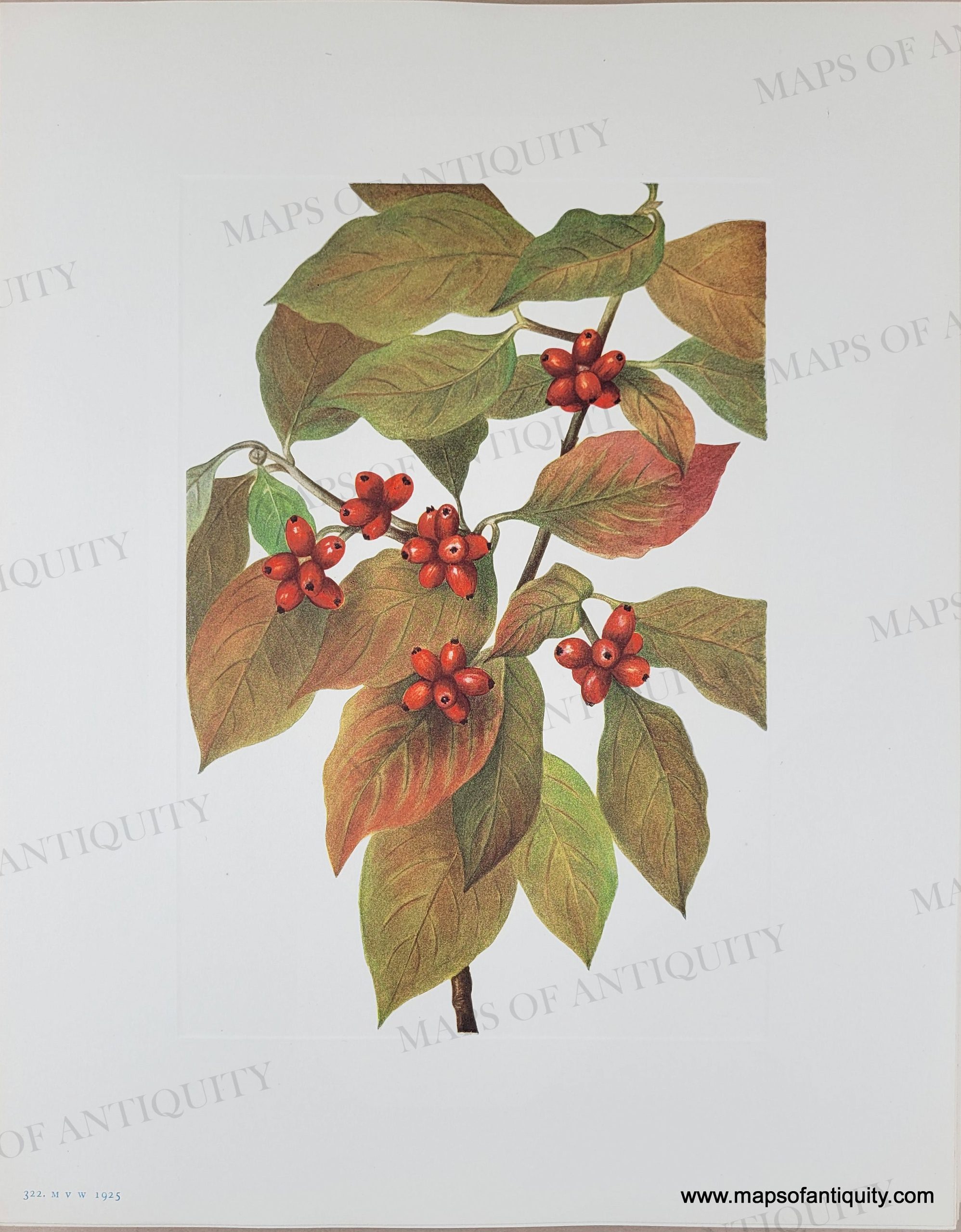 NAT1419-Genuine-Antique-Botanical-Print-Flowering-Dogwood-fruit-Cornus-florida-Linnaeus-1925-Mary-Vaux-Walcott-Maps-Of-Antiquity_af2881e3-b881-4734-a73f-8f0194d583b6