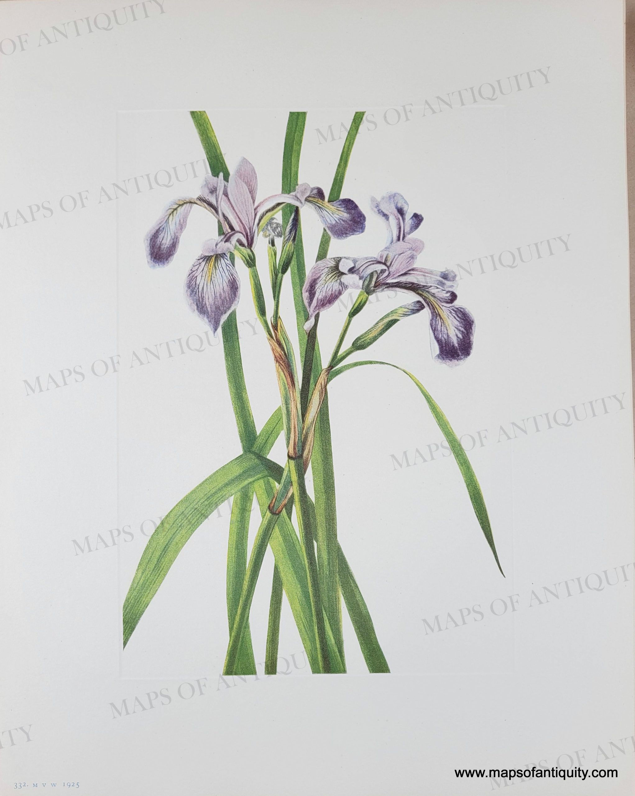 NAT1429-Genuine-Antique-Botanical-Print-Blueflag-Iris-Iris-versicolor-L-1925-Mary-Vaux-Walcott-Maps-Of-Antiquity_90feaed4-0dd9-4049-915d-58e2edbc61a3
