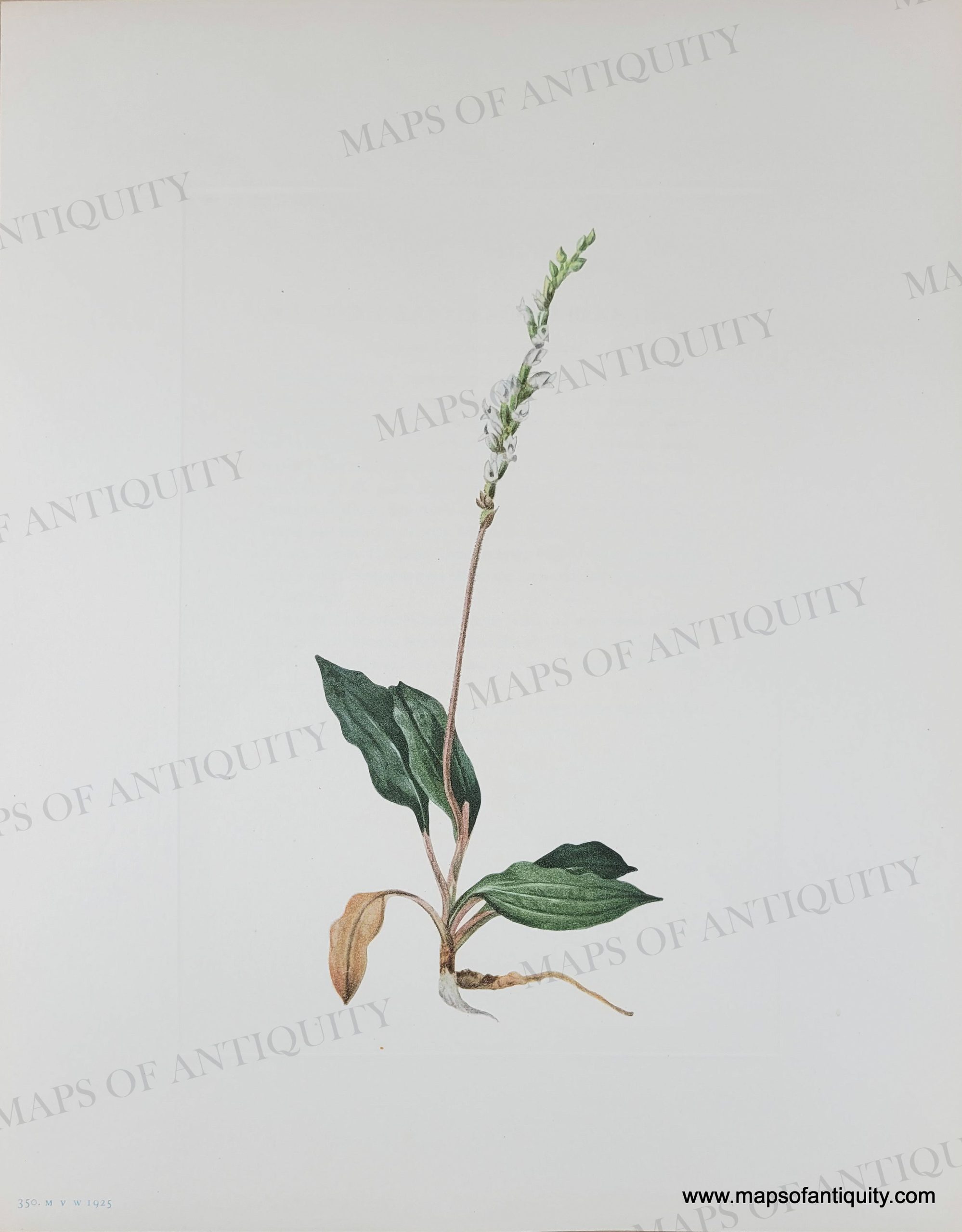 NAT1447-Genuine-Antique-Botanical-Print-Western-Rattlesnakeplantain-Peramium-decipiens-Hooker-Piper-1925-Mary-Vaux-Walcott-Maps-Of-Antiquity_289cd9b5-8828-4b62-ae10-477aecde507f