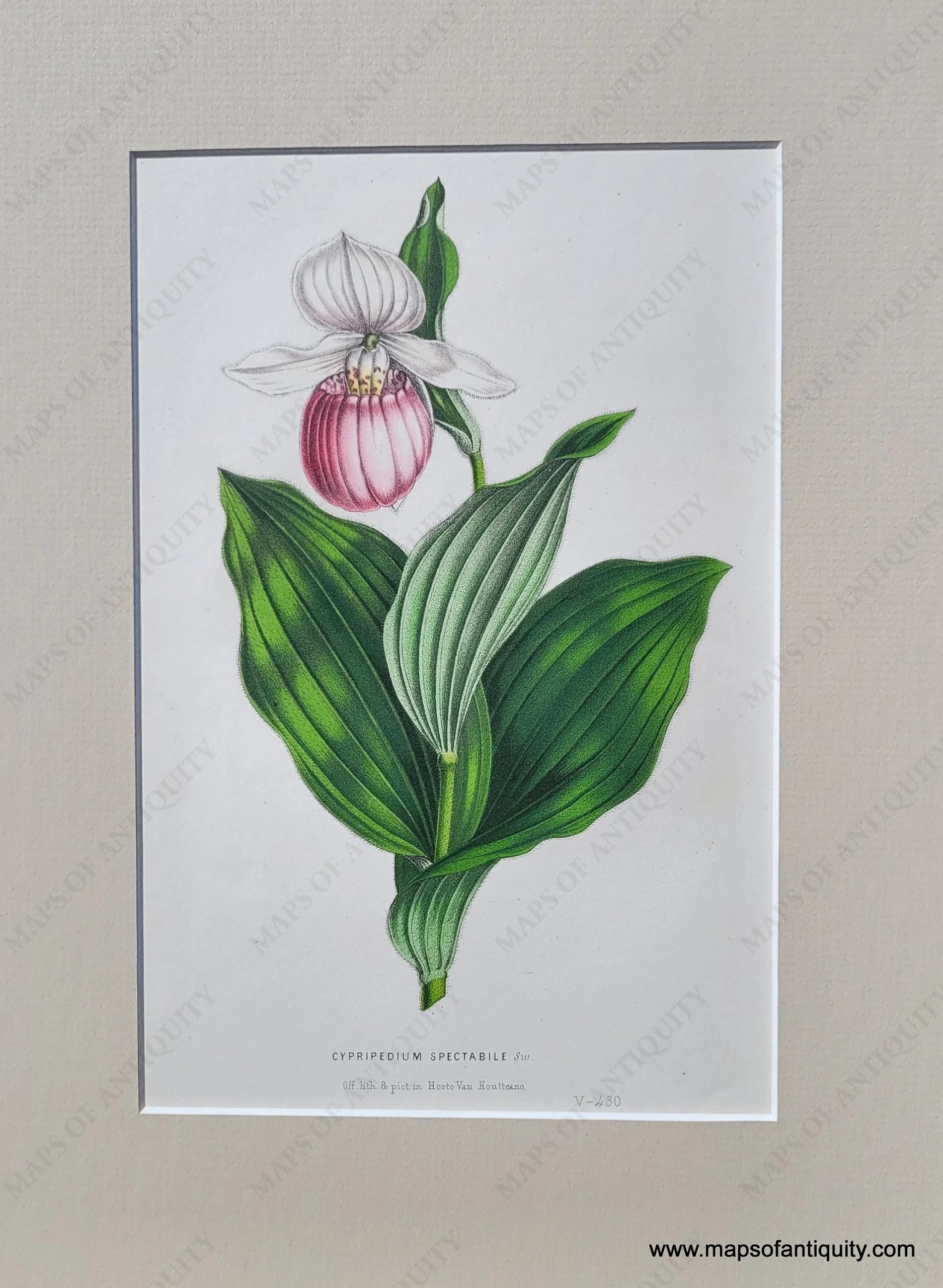 NAT889-Genuine-Antique-Print-Lady_s-Slipper-Orchid-Cypripedium-spectabile-1850-Van-Houtte-Maps-Of-Antiquity