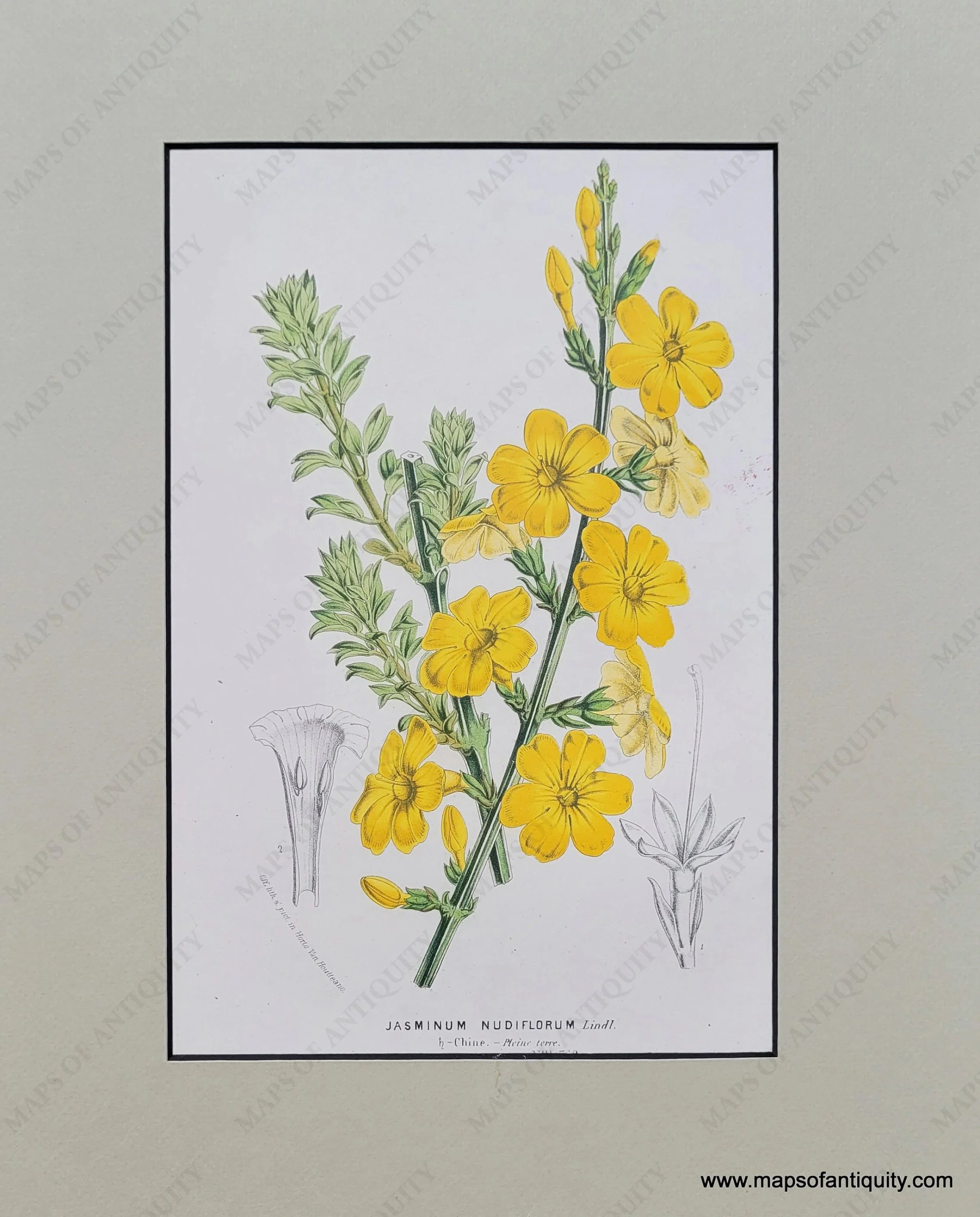 NAT961-Genuine-Antique-Print-Winter-Jasmine-Jasminum-Nudiflorum-1850-Van-Houtte-Maps-Of-Antiquity