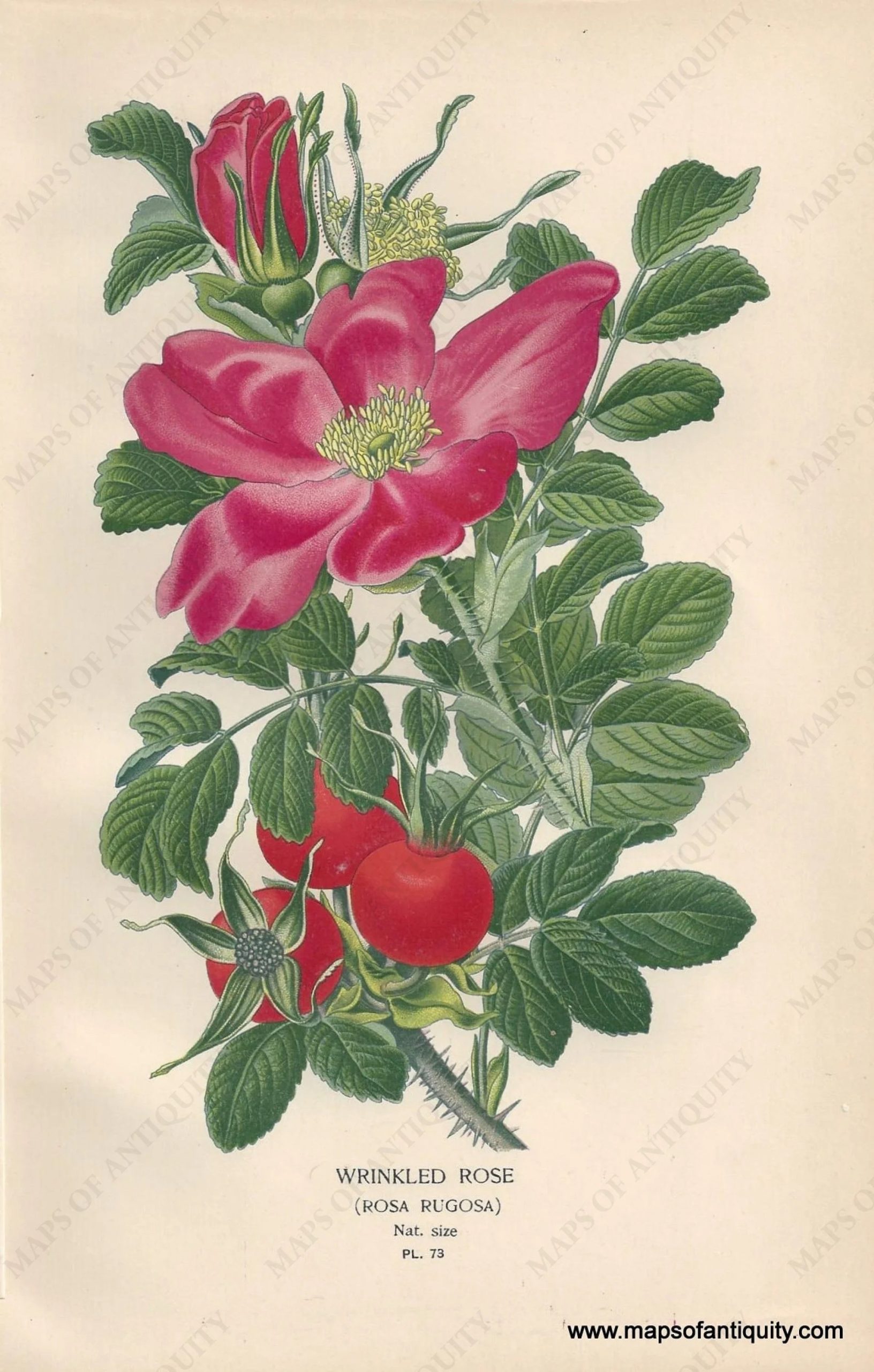 NAT987-Genuine-Antique-Print-Wrinkled-Rose-Rosa-Rugosa-1896-Maps-Of-Antiquity