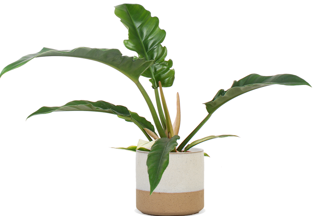 Philodendron_Narrow_P14_sierpot