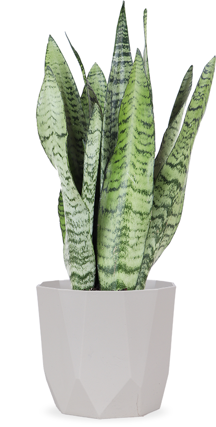 Sansevieria_Zeylanica_p12_sierpot