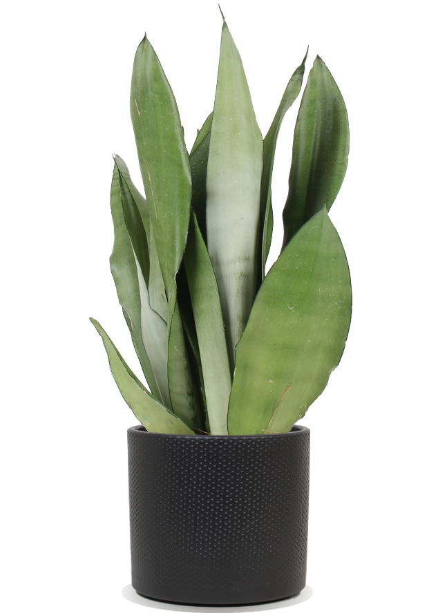 Sansevieria_moonshine_17_sierpot_064e7836-90bf-4124-8374-c0cf6df1ec1c