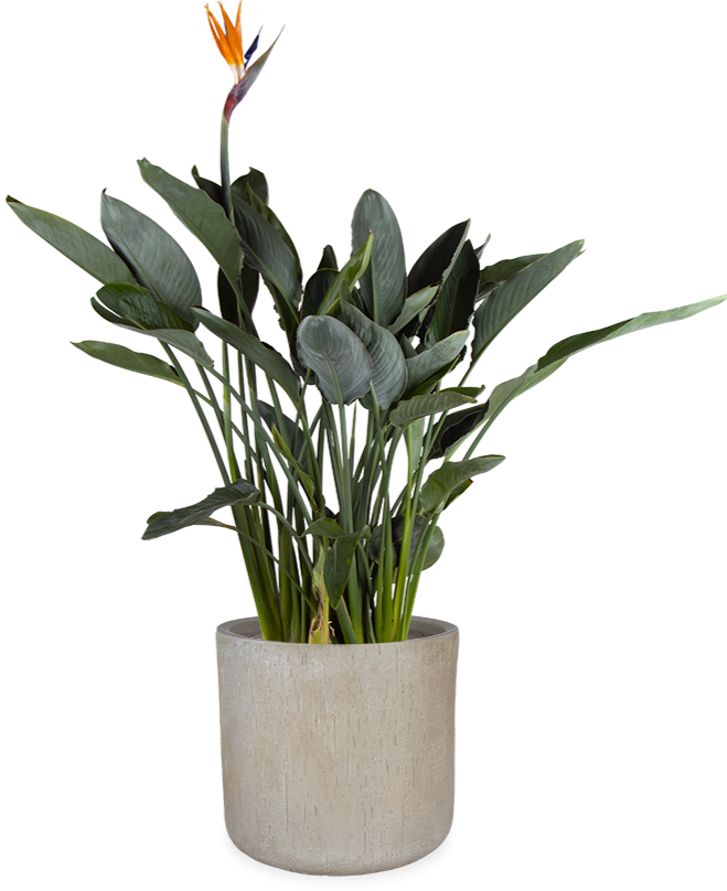 Strelitzia_reginae_P35_sierpot