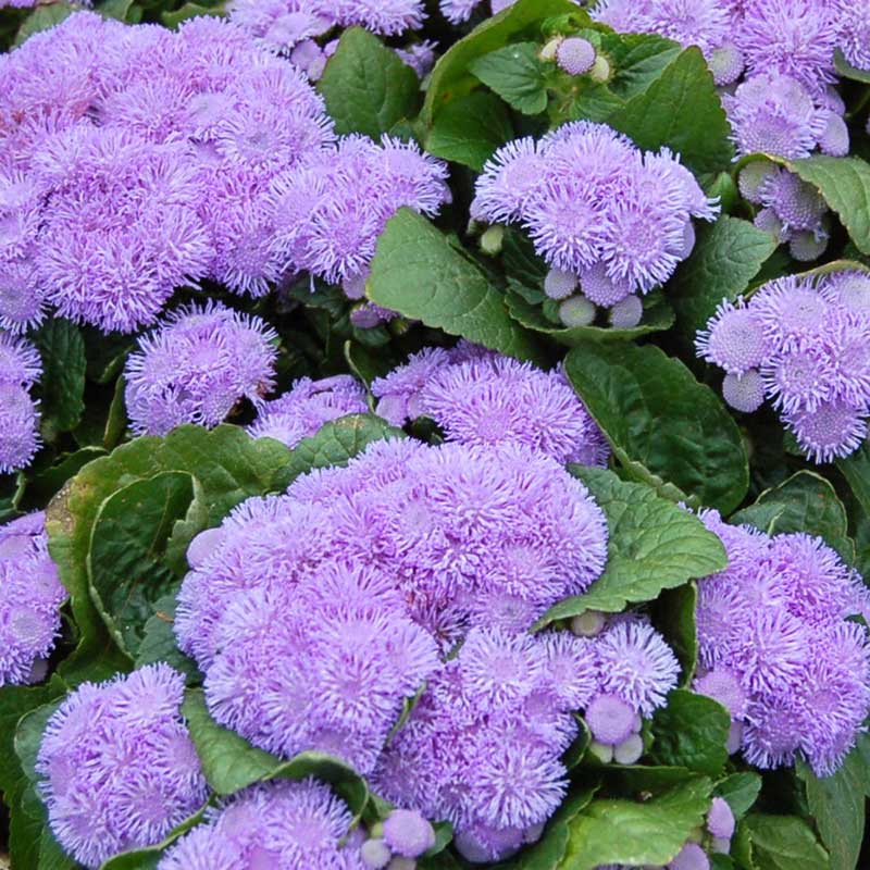 ageratum-aloha-blue-bal-1