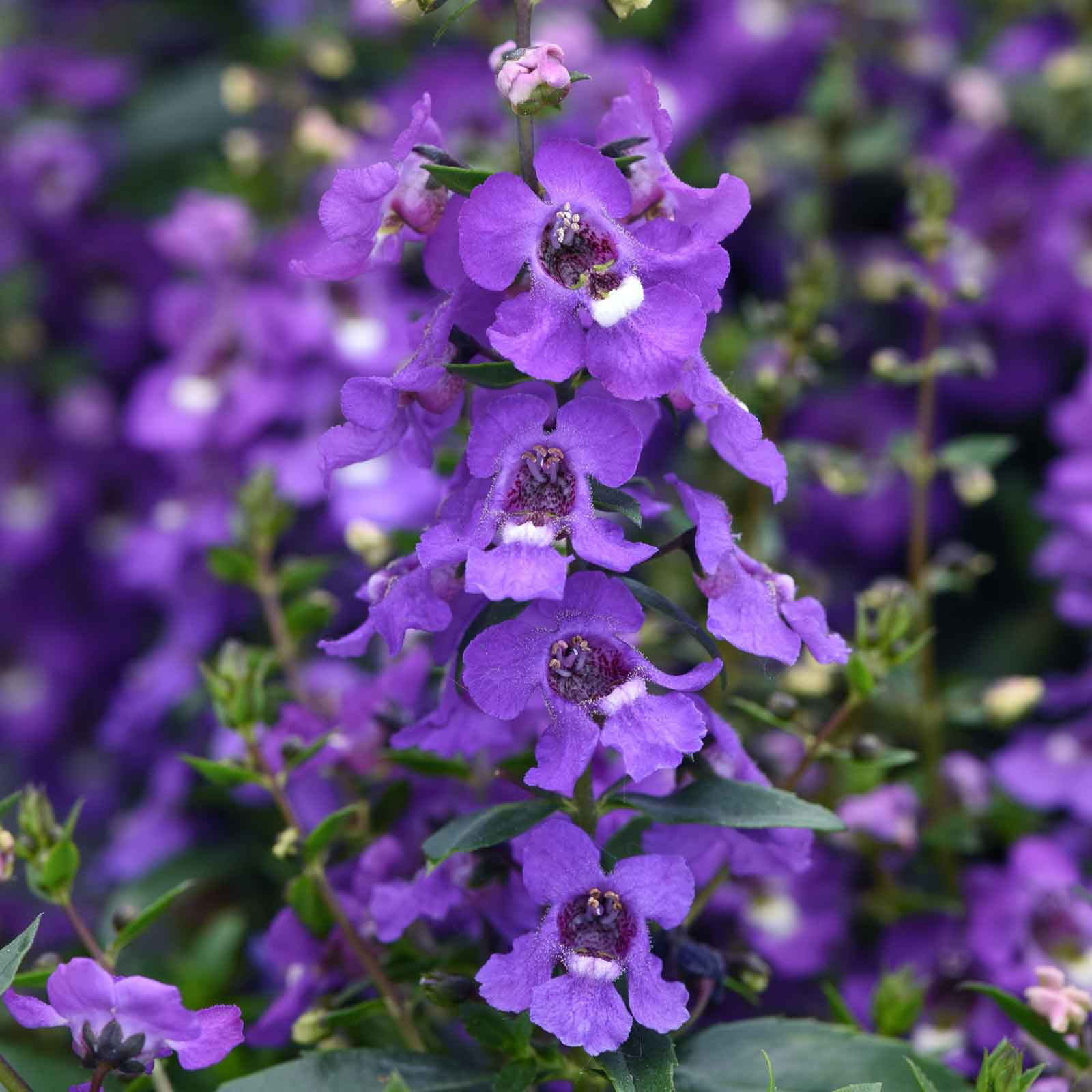 angelonia-serena-blue-bal-1
