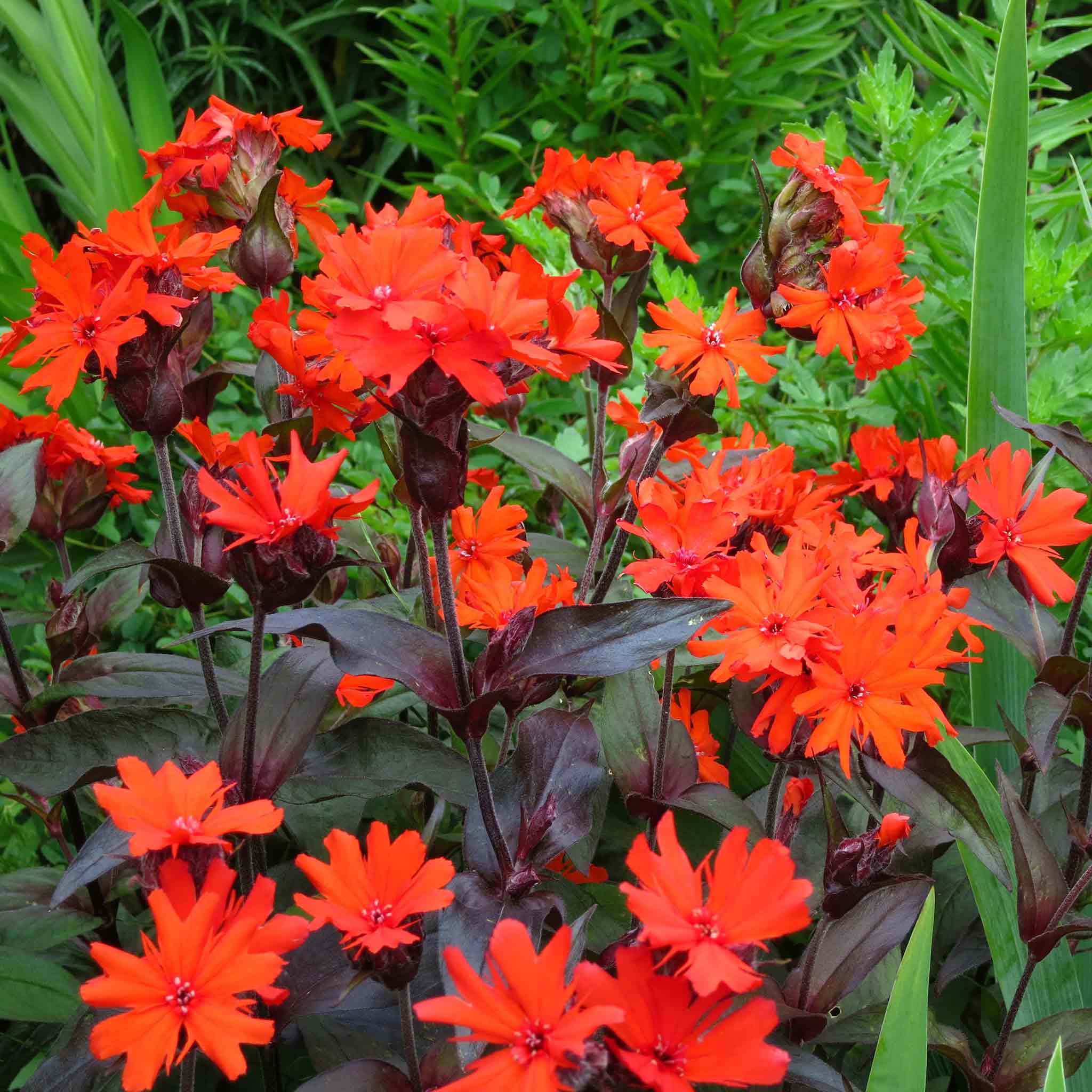 arkwrights-campion-vesuvius-shk-2