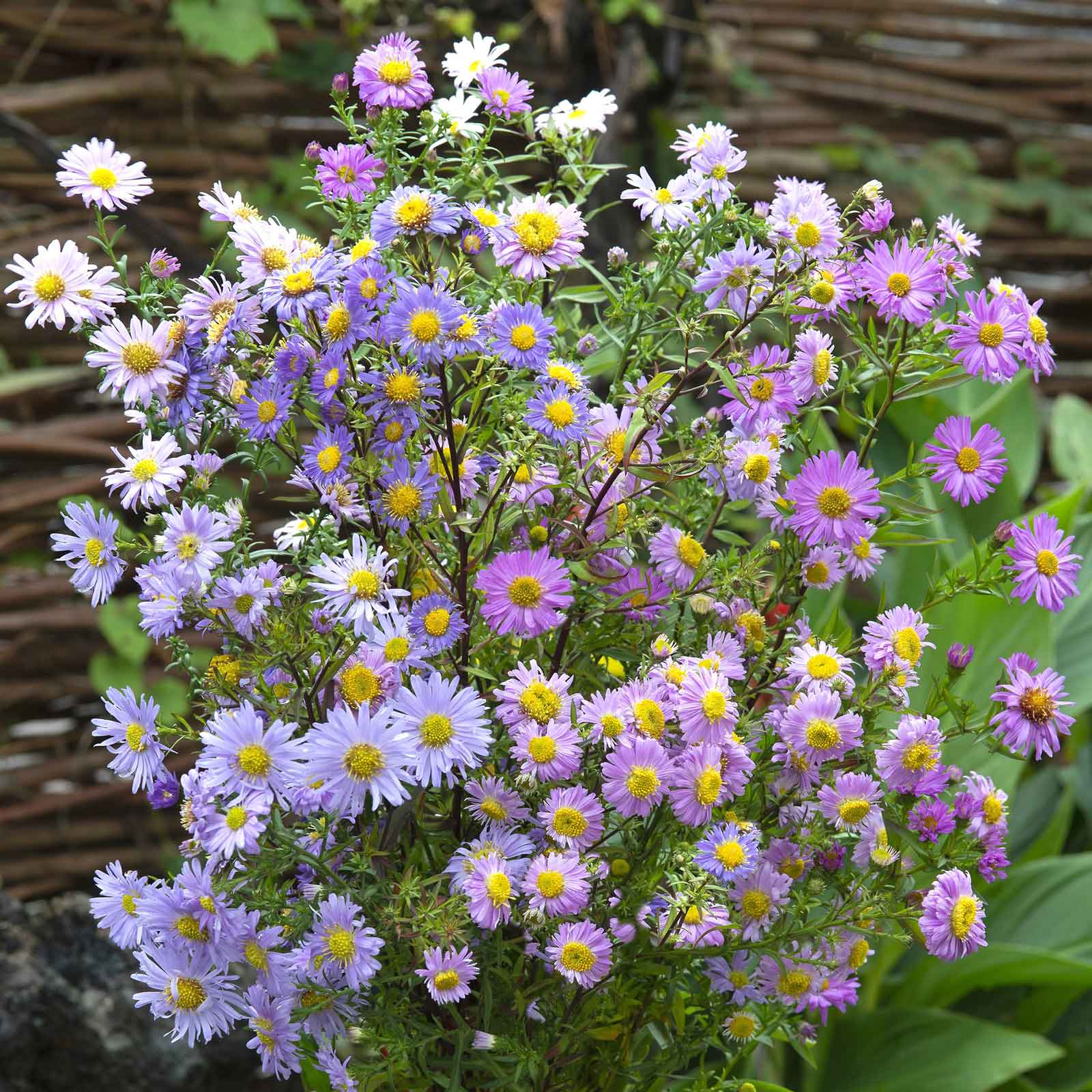 aster-new-hybrids-mix-tai-1