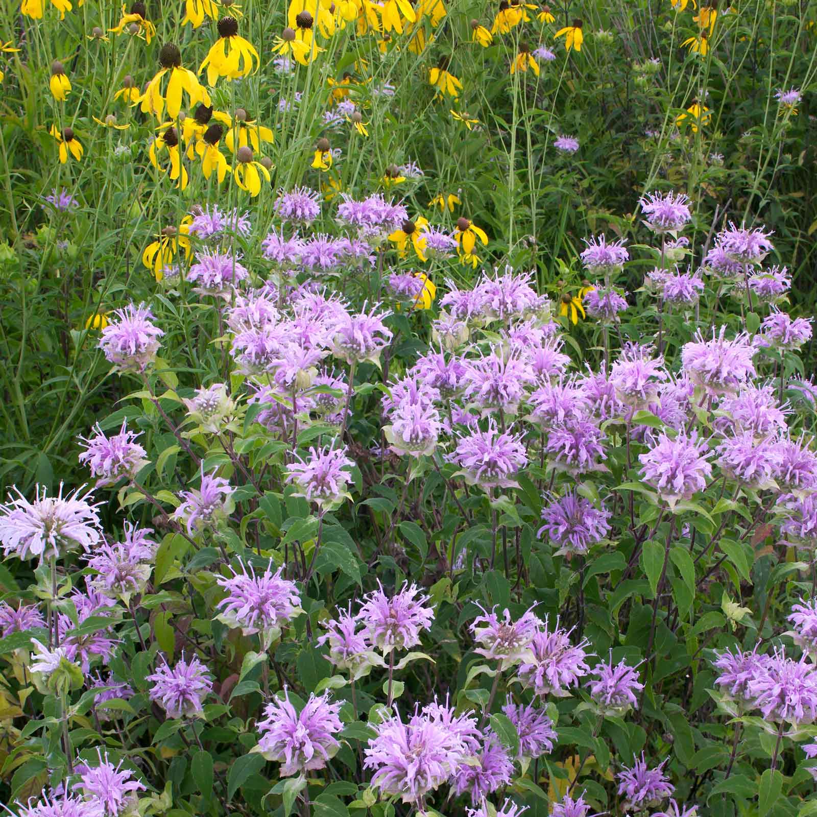bee-balm-aly-1