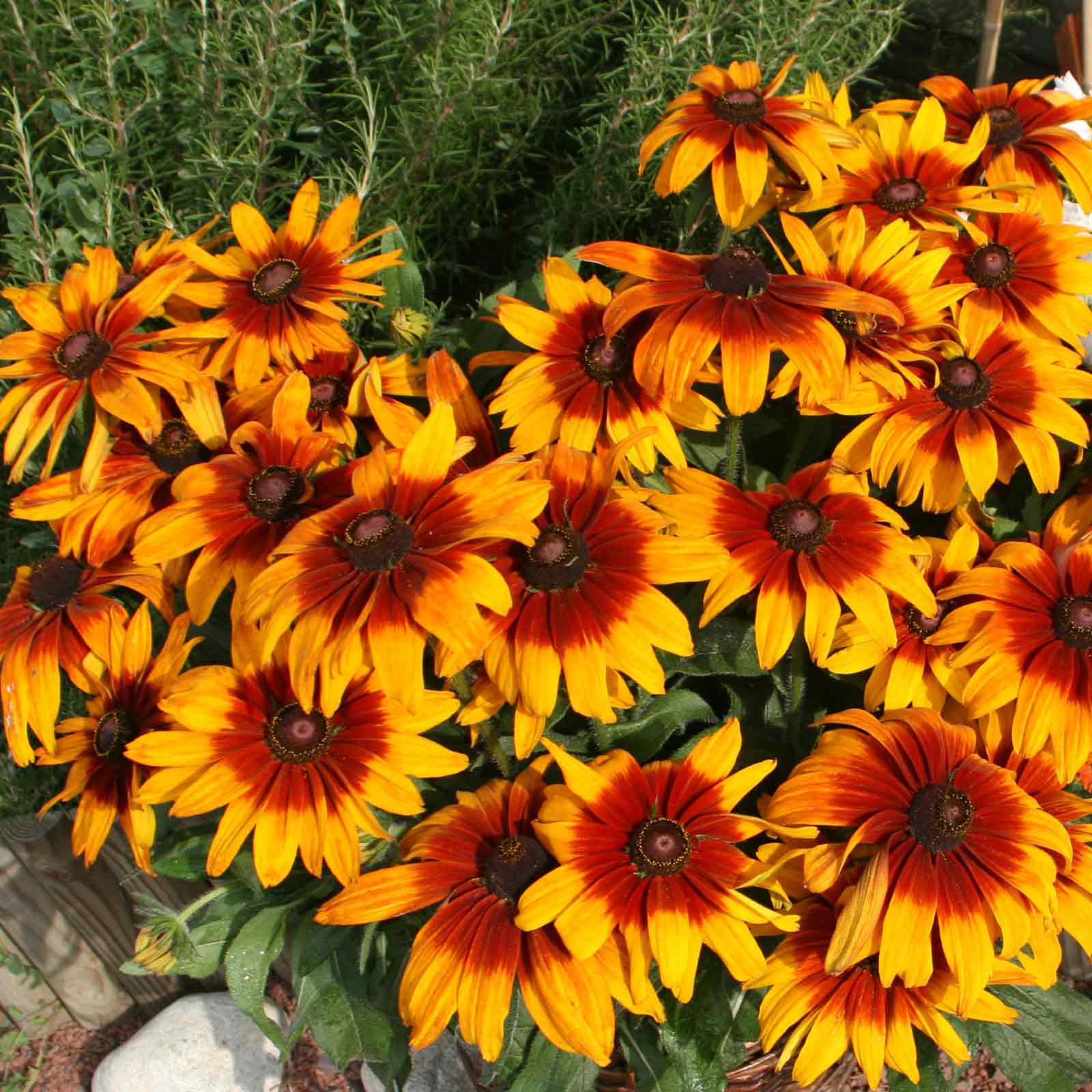 black-eyed-susan-cappuccino-bal-1
