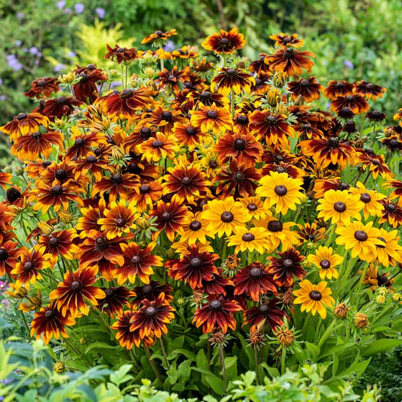 black-eyed-susan-rustic-mix-flo-1