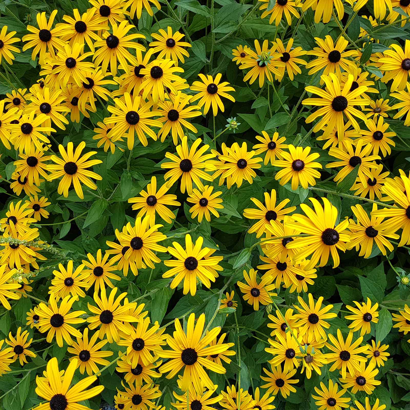 black-eyed-susan-shk-1