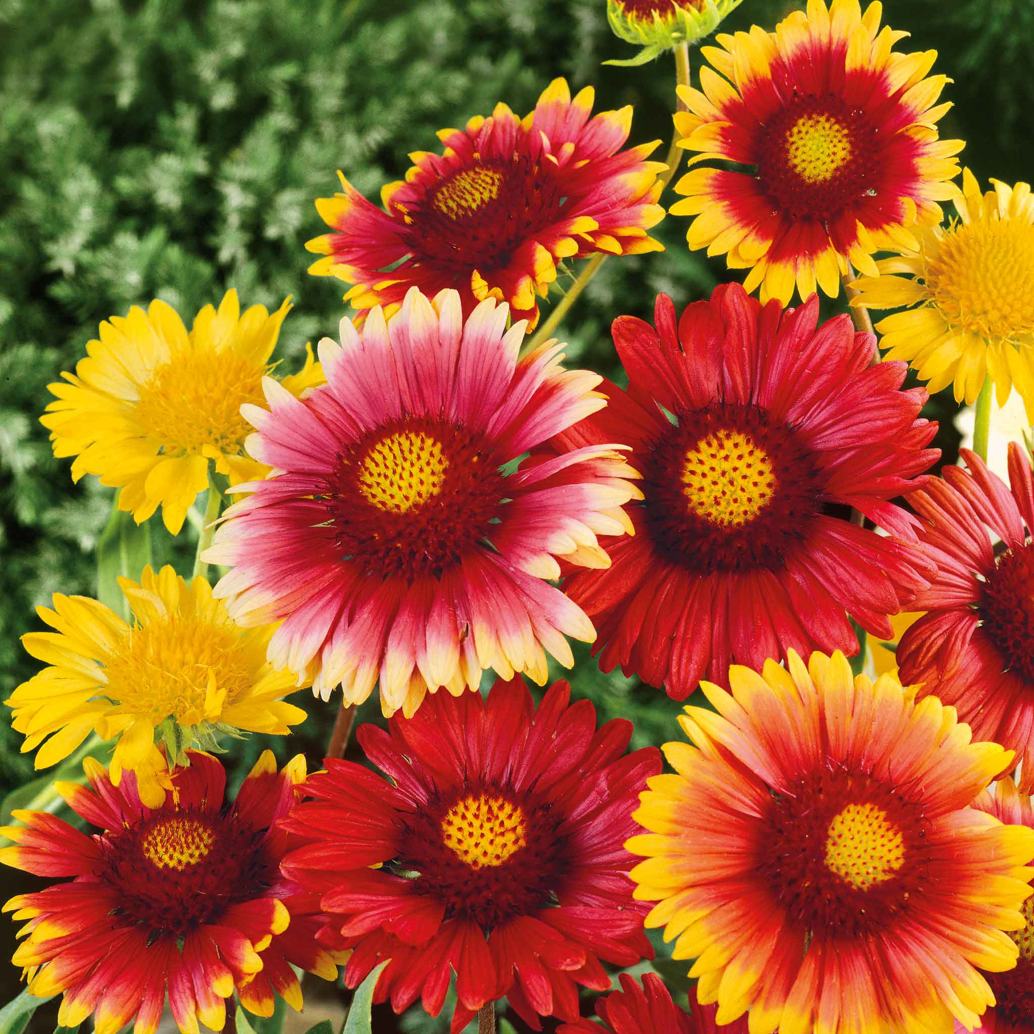 blanket-flower-single-mix-ndp-1