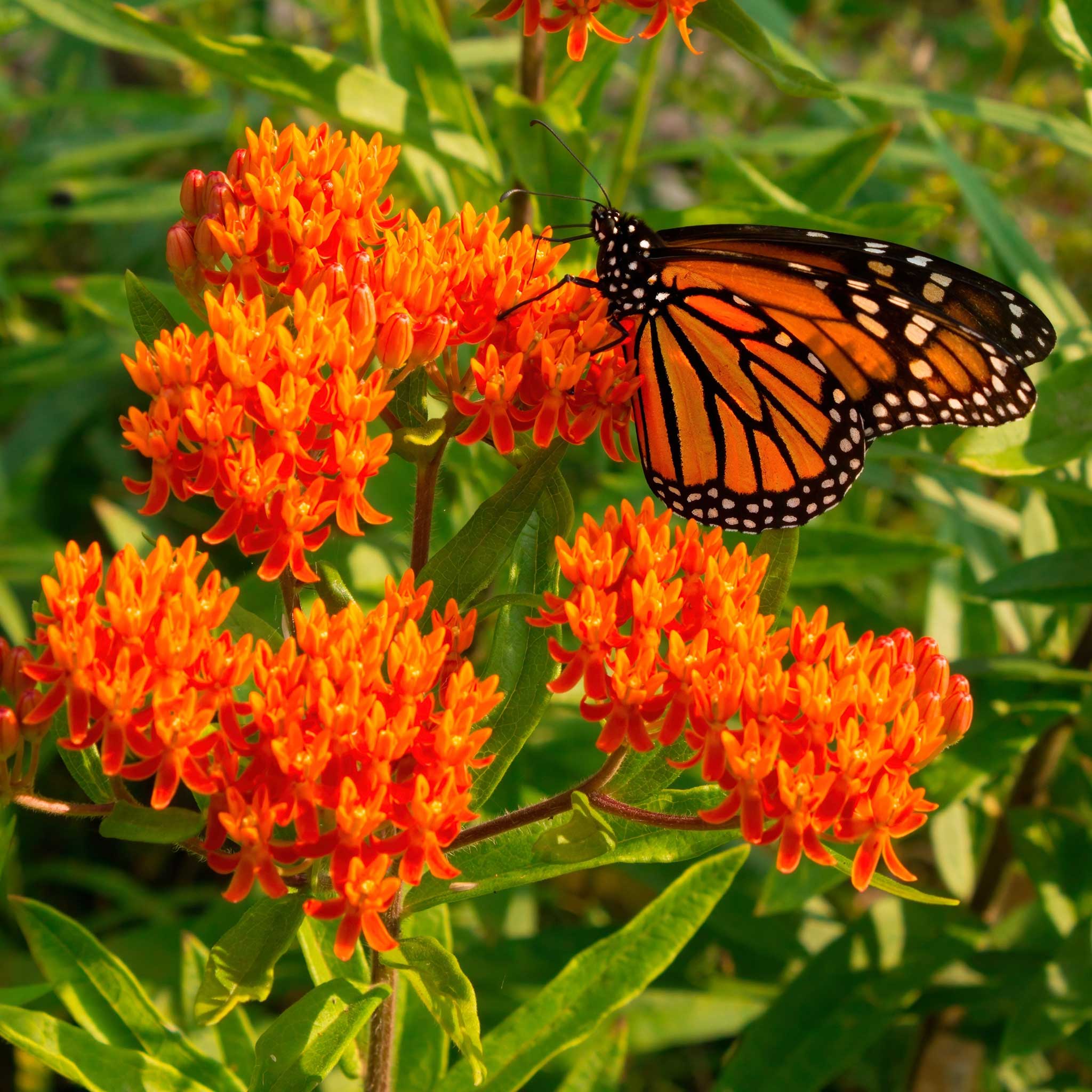 butterfly-milkweed-shk-1