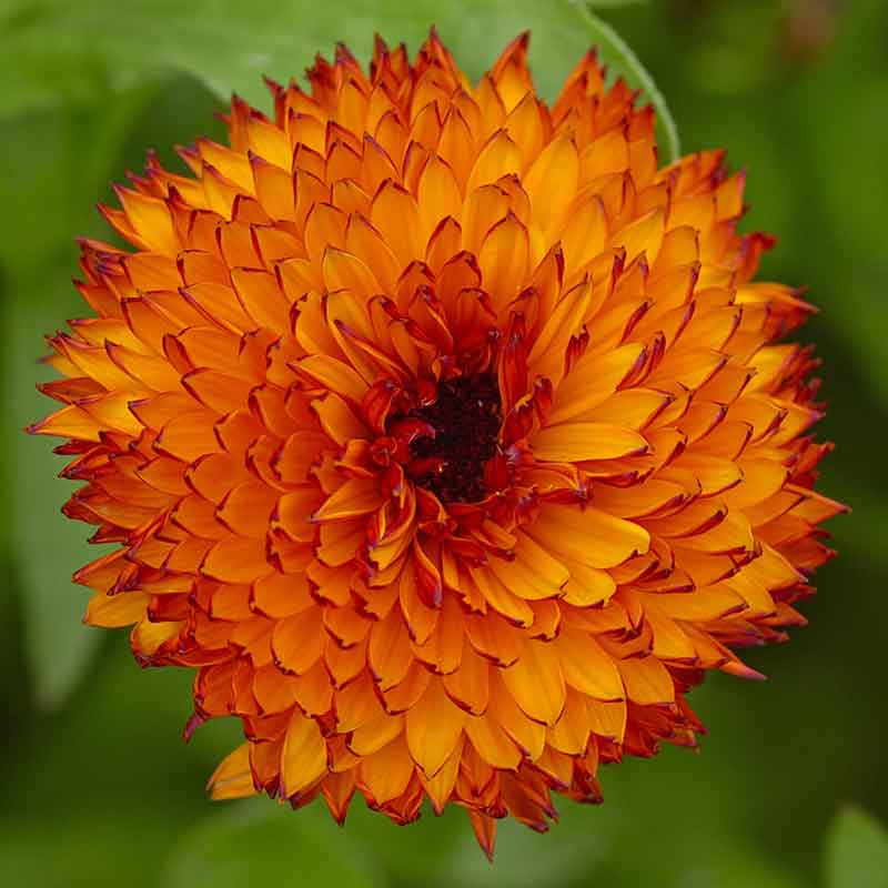 calendula-neon-tai-1