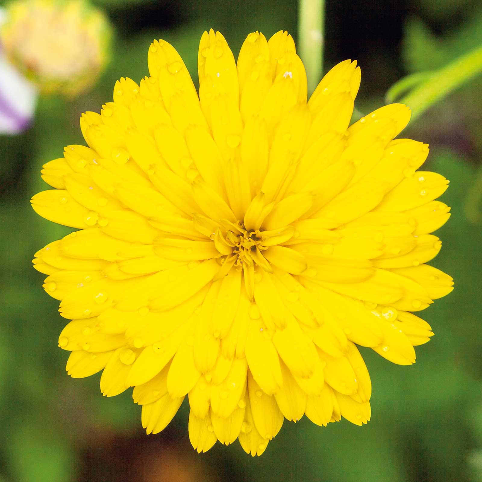 calendula-pacific-beauty-yellow-ndp-1