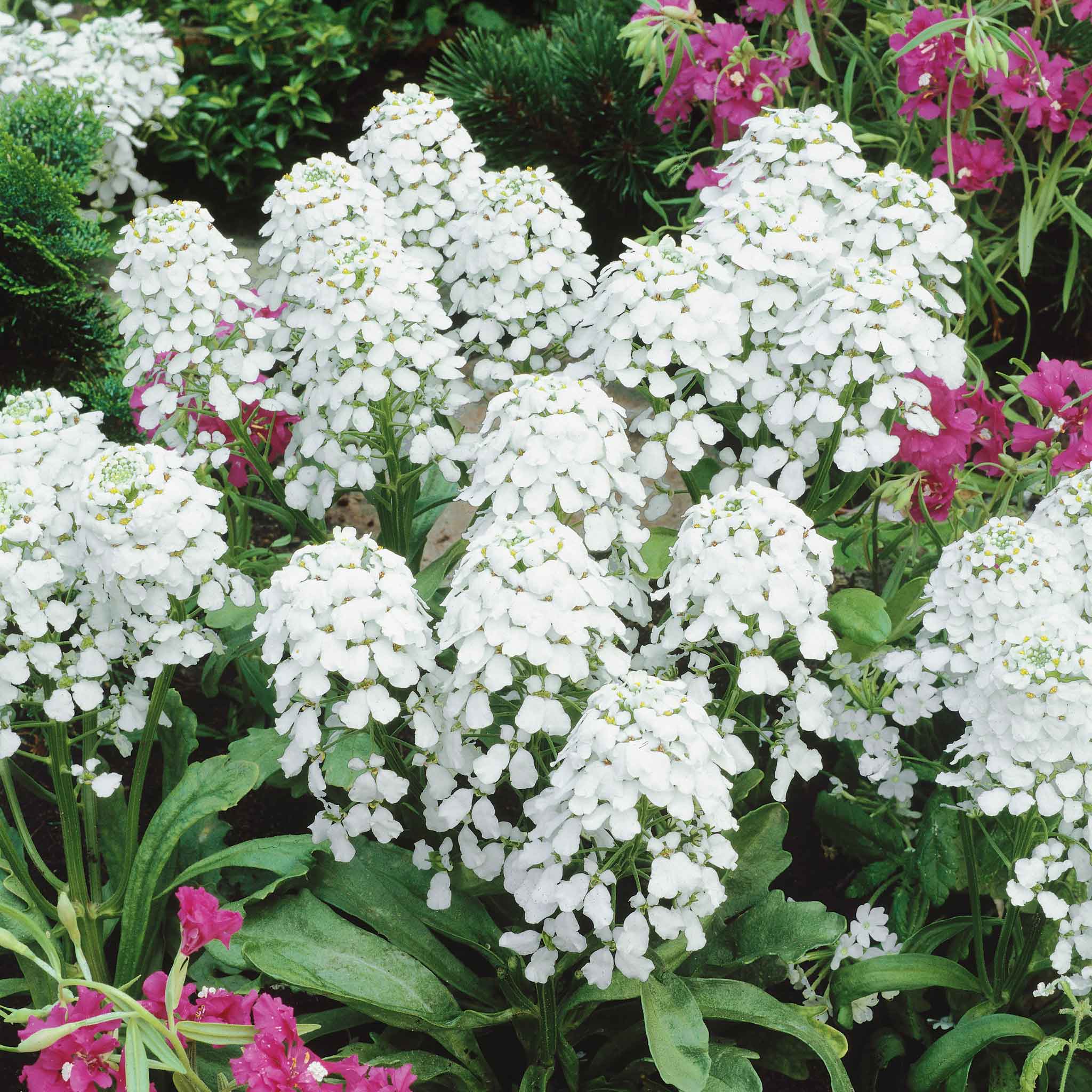 candytuft-empress-ndp-2
