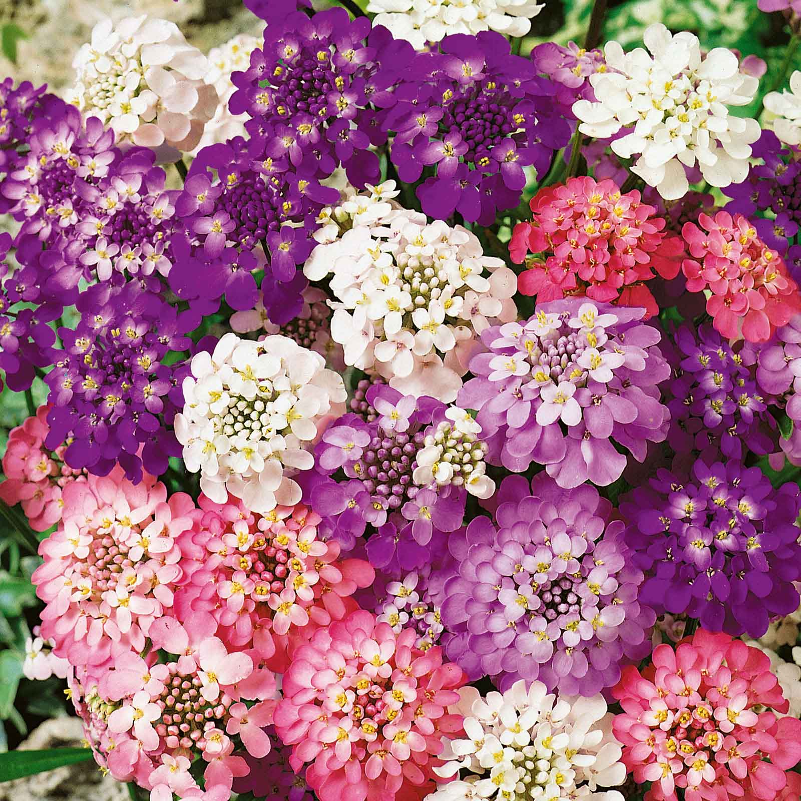 candytuft-fairy-mix-na-1