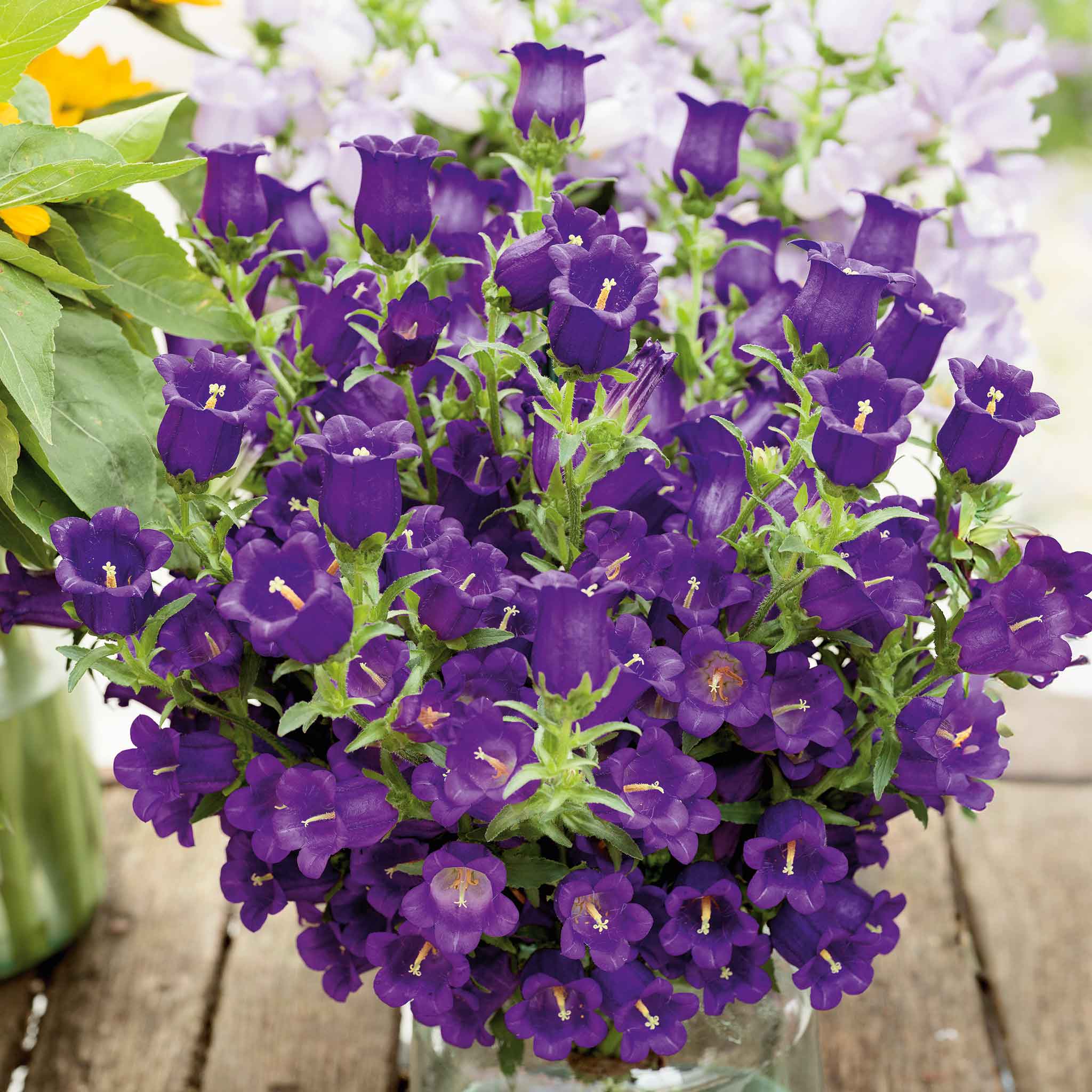 canterbury-bells-champion-blue-ndp-1