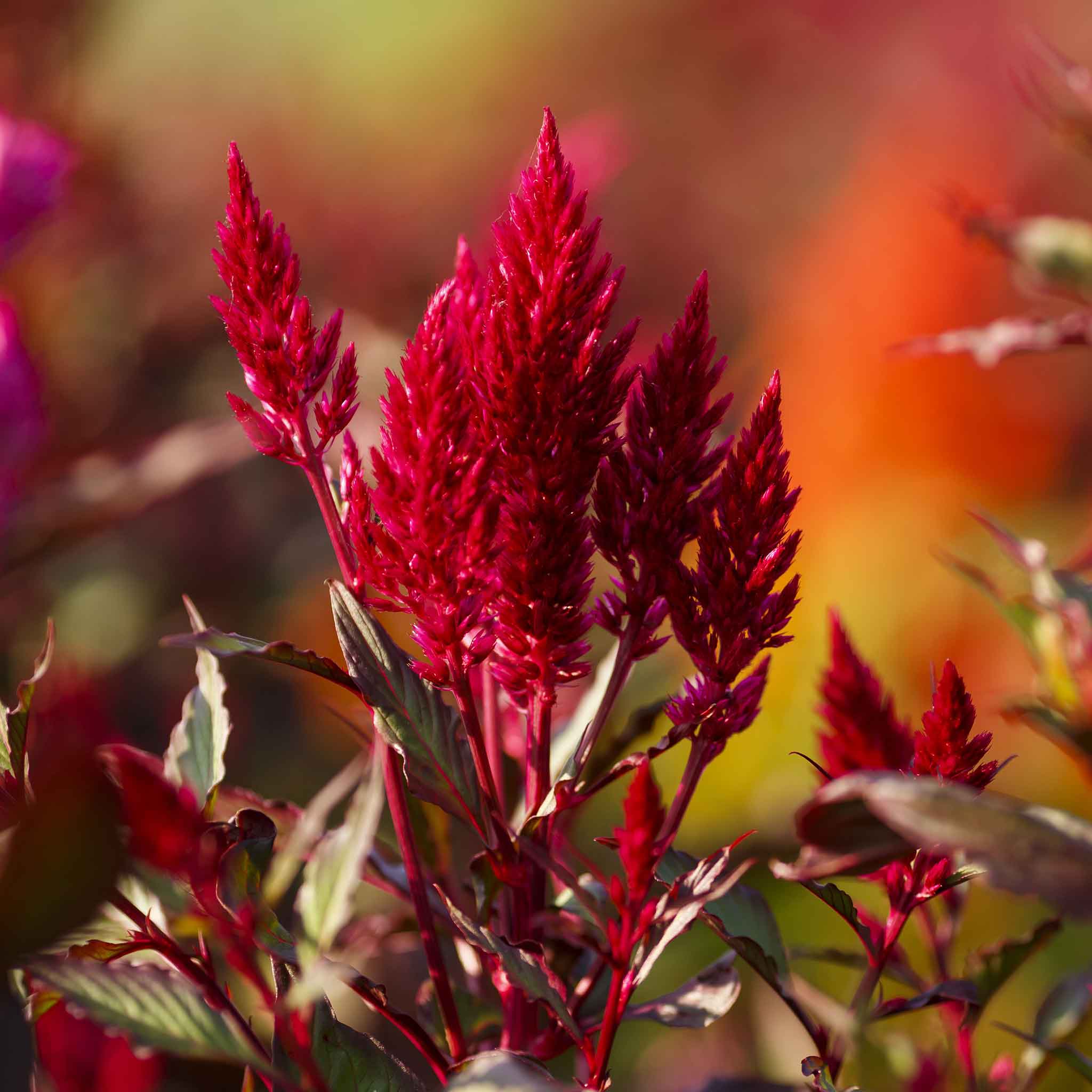 celosia-forest-fire-mac-2