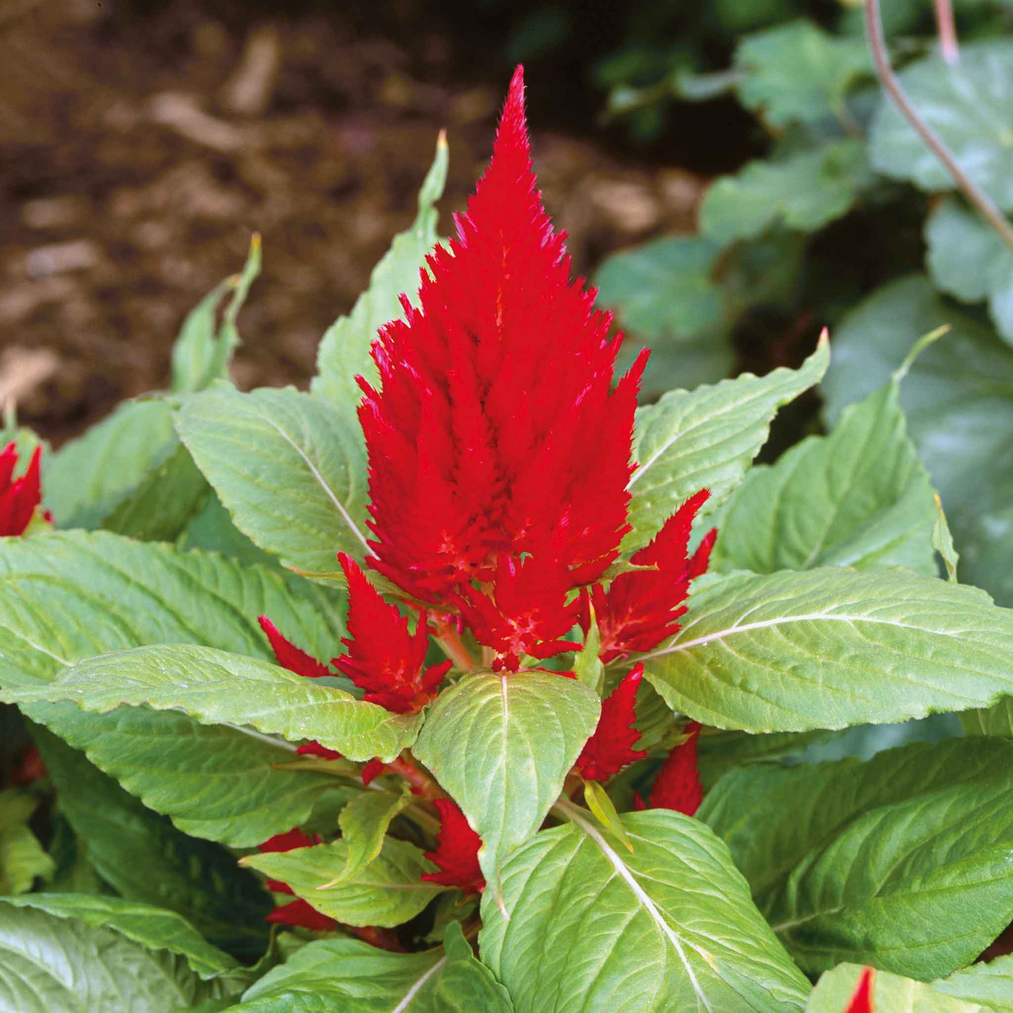 celosia-scarlet-plume-ndp-1