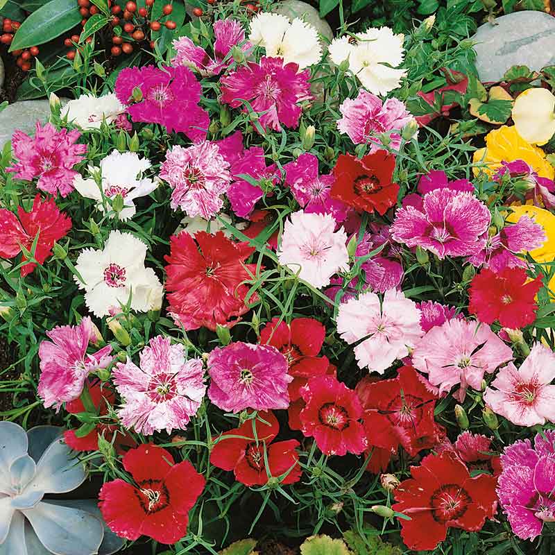 chinese-pink-babydoll-mix-ndp-1