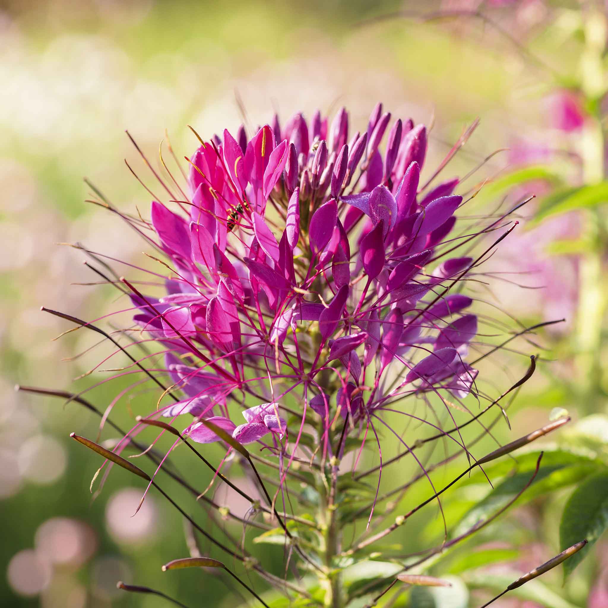 cleome-mauve-queen-mac-1