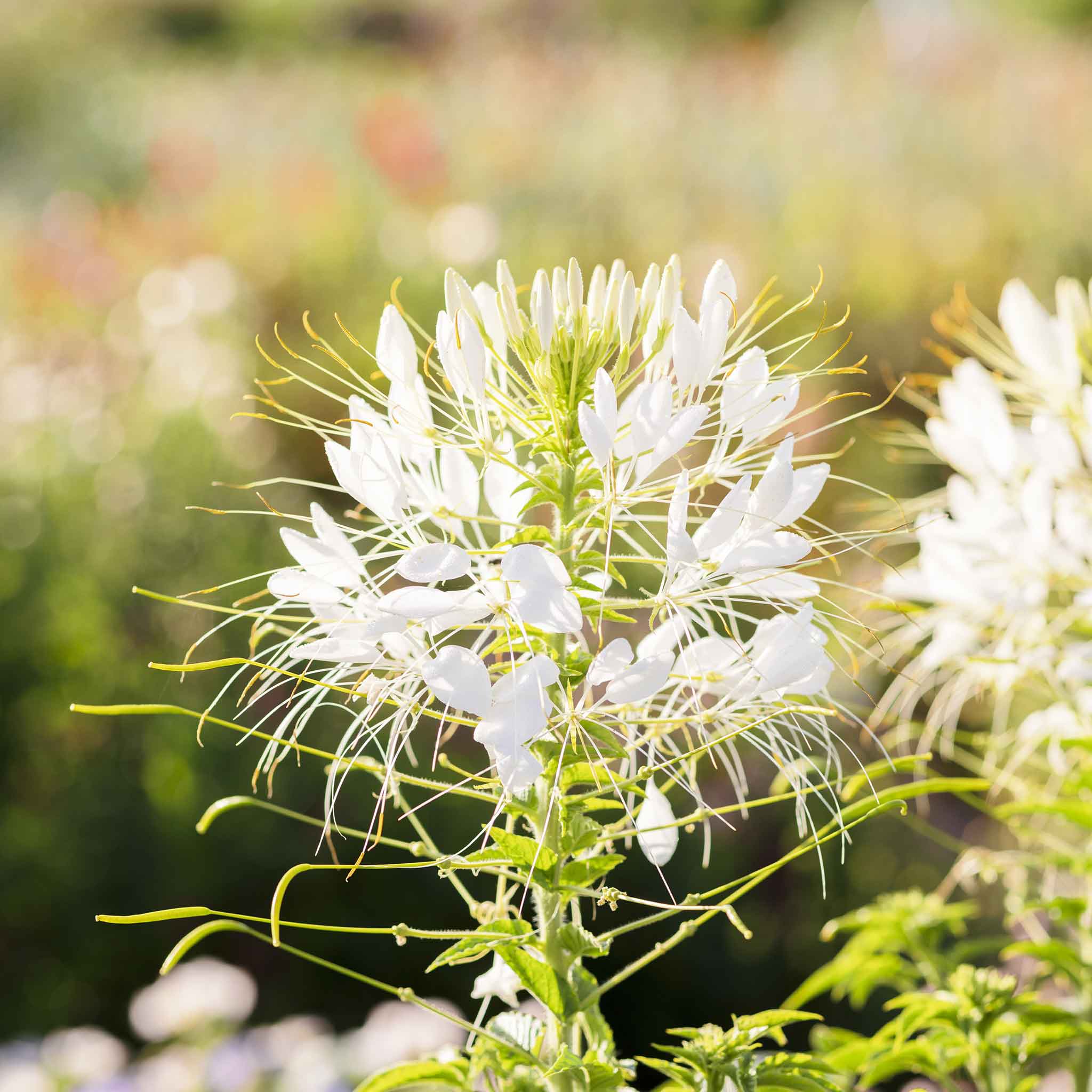 cleome-white-queen-mac-4