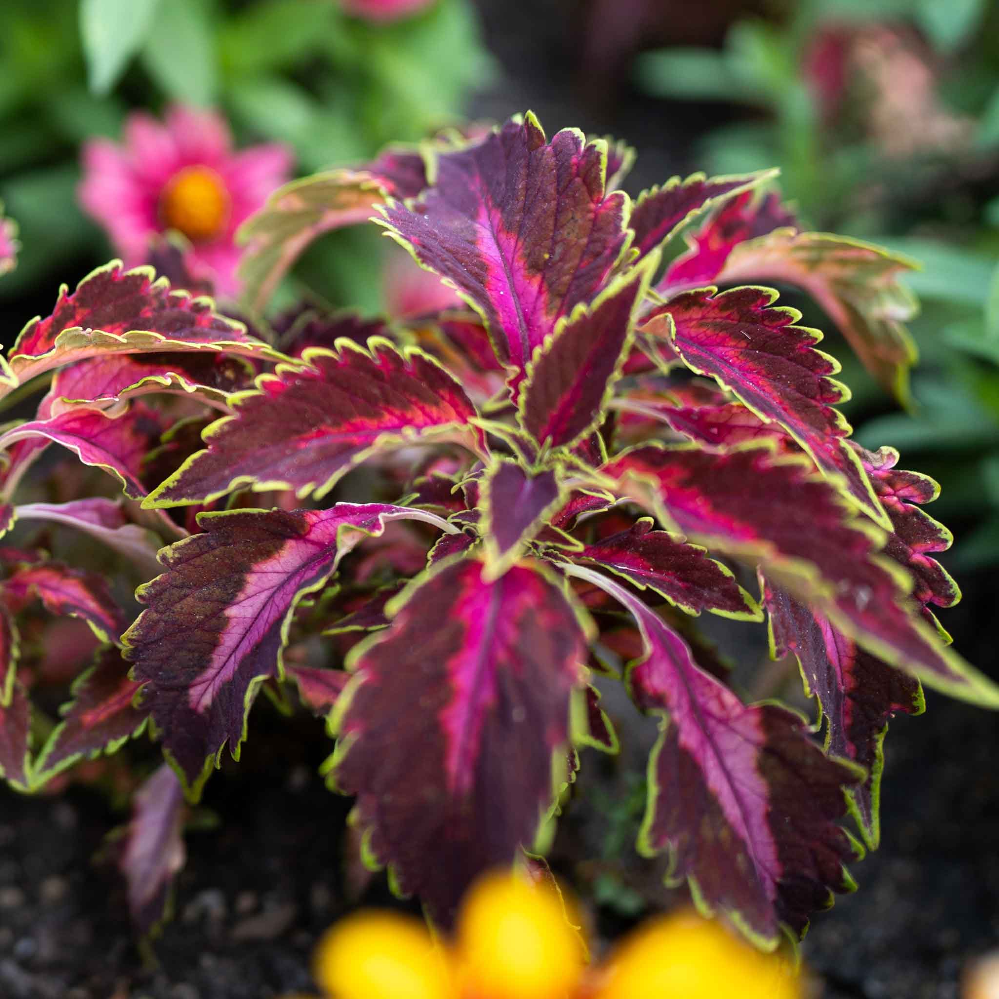 coleus-chocolate-covered-cherry-eb-1