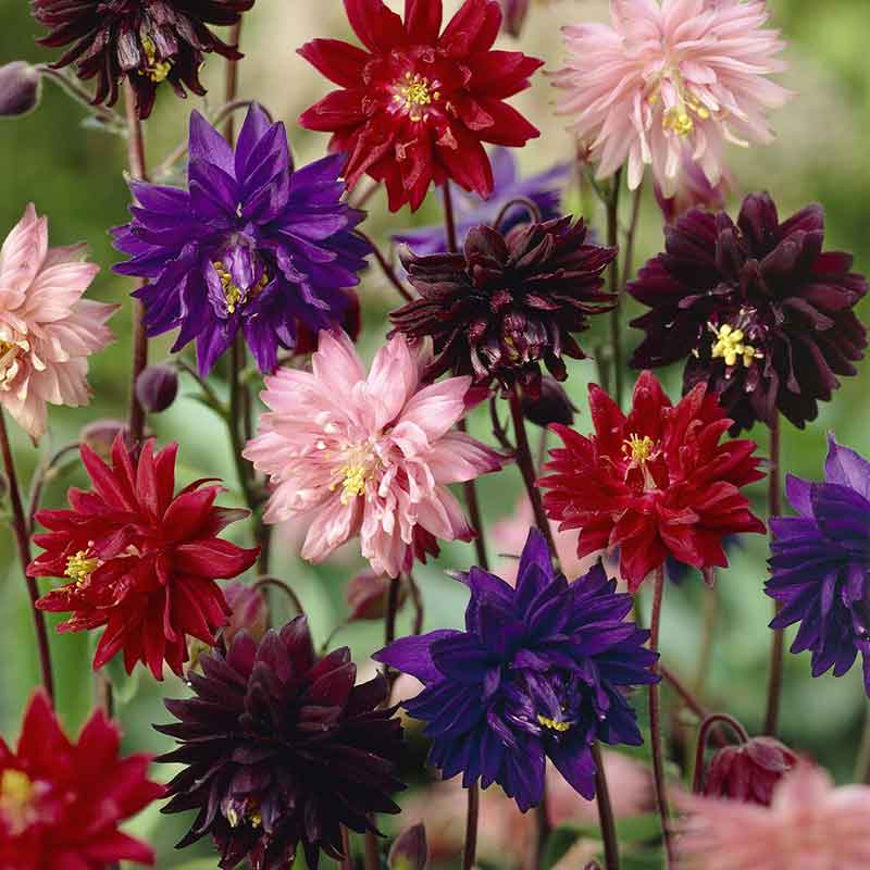 columbine-barlow-mix-vis-1