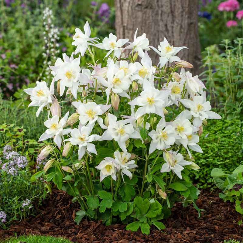 columbine-crystal-star-flo-1