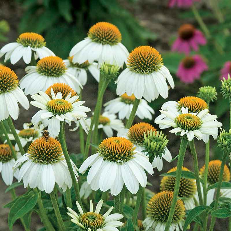 coneflower-powwow-white-bal-1
