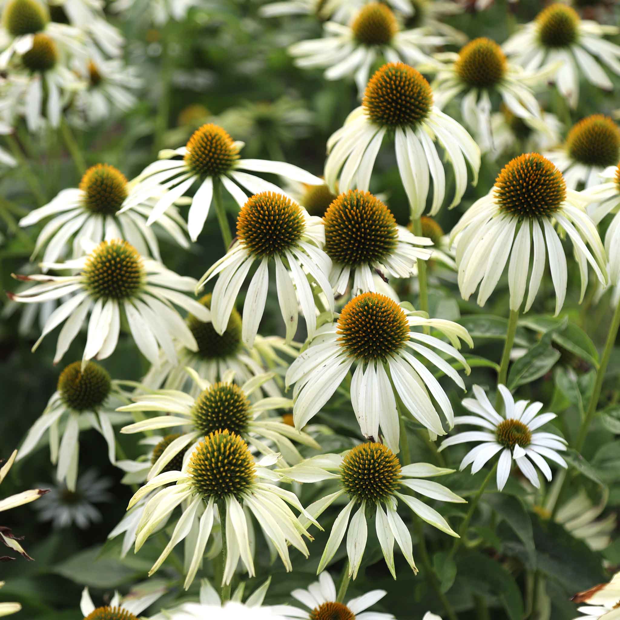 coneflower-white-swan-shk-1