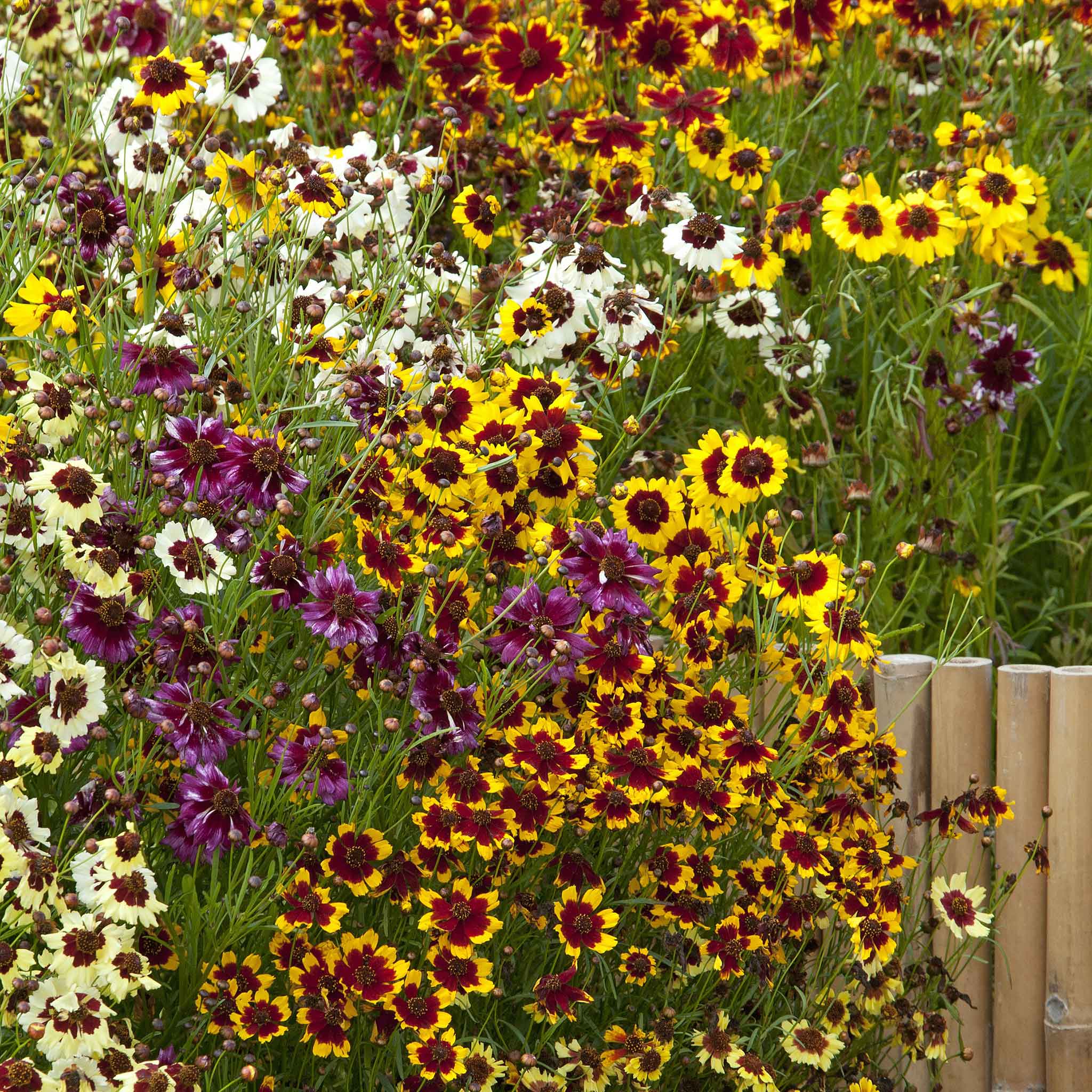 coreopsis-incredible-dwarf-mix-tai-1