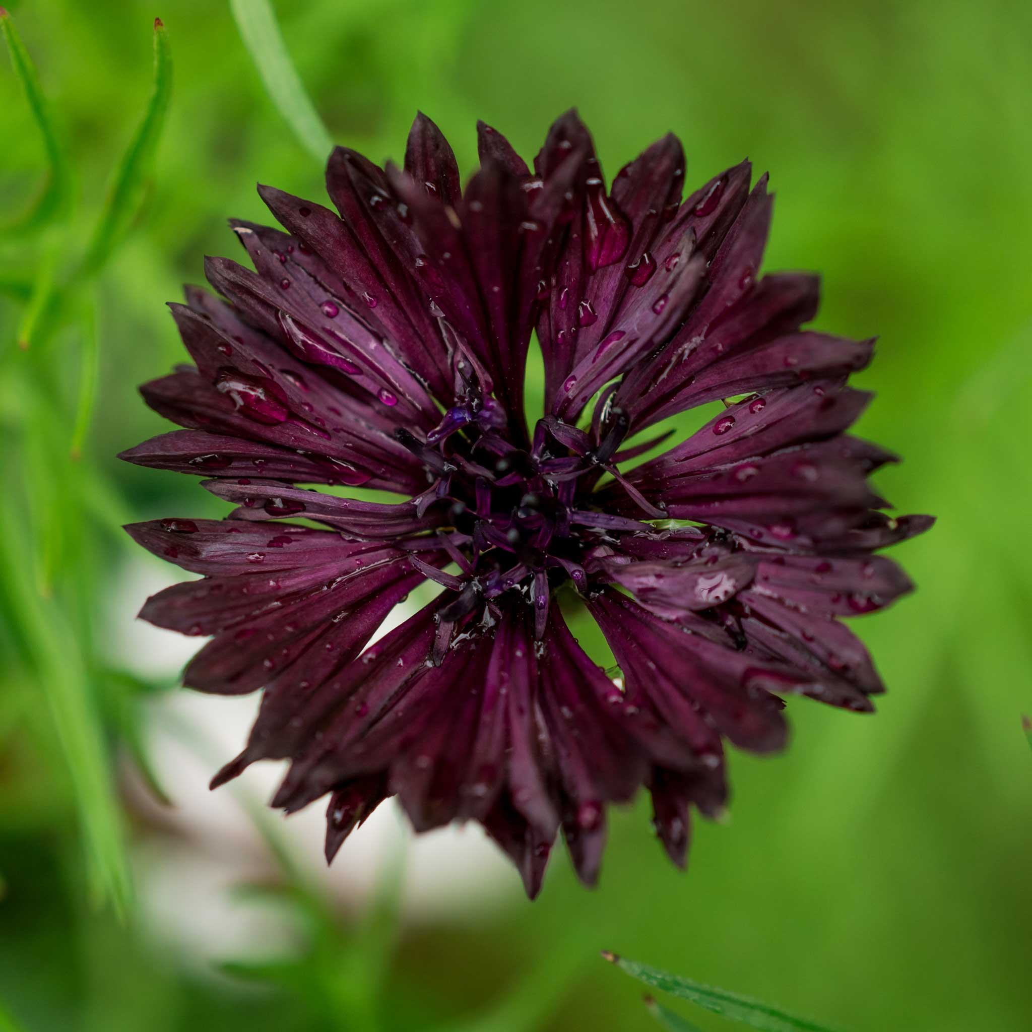 cornflower-almost-black-shk-1