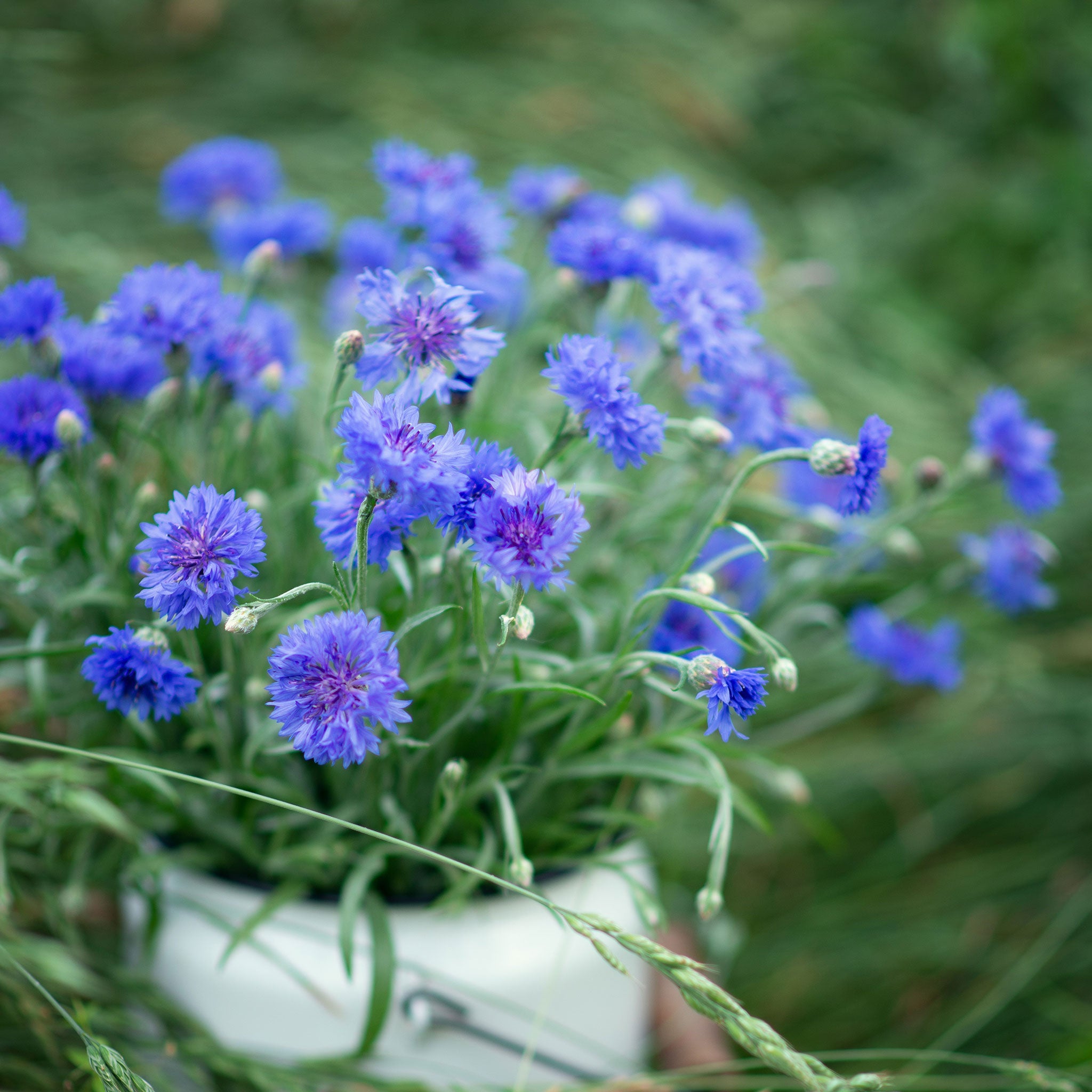 cornflower-tall-blue-shk-1