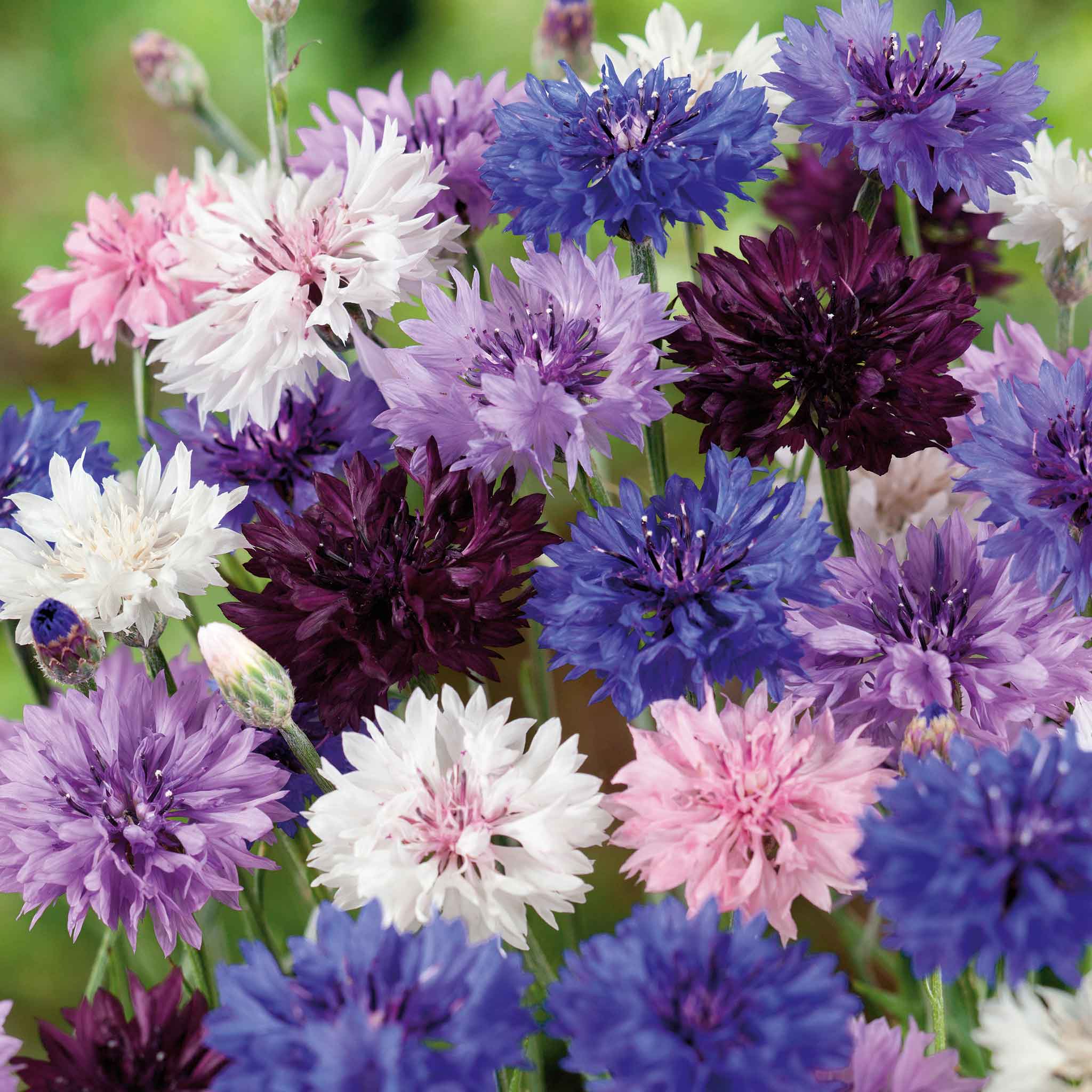 cornflower-tall-mix-ndp-1