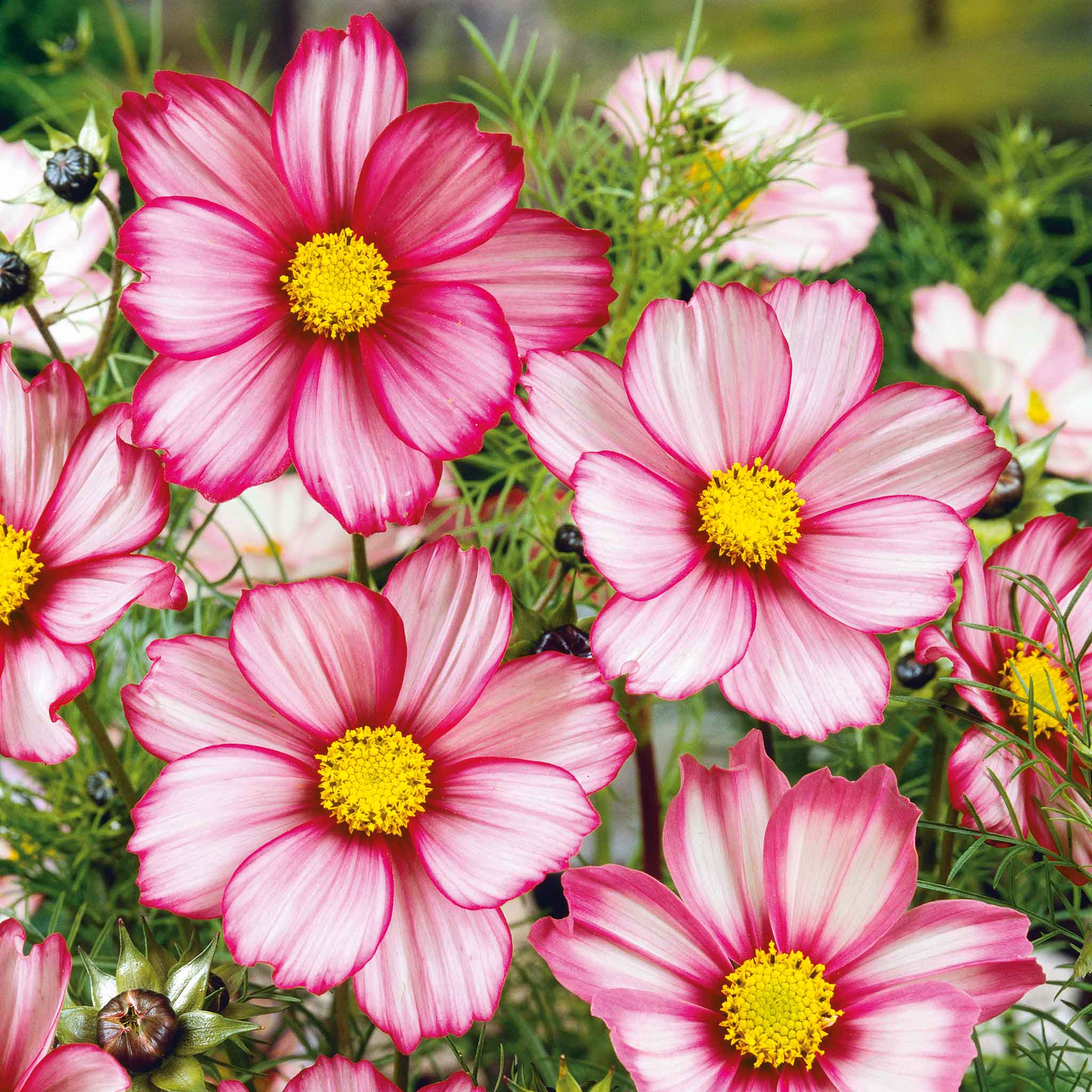 cosmos-candy-stripe-ndp-1