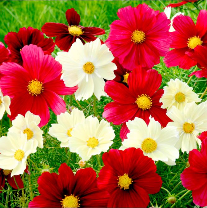 cosmos-rubies-sunshine-mix-1