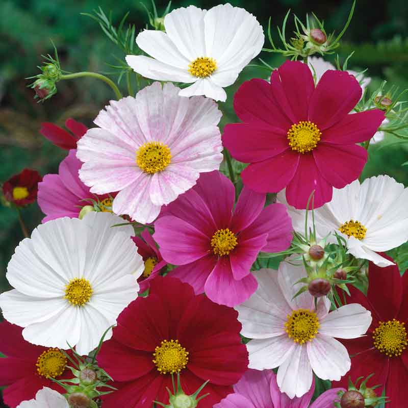 cosmos-versailles-tetra-mix-flo-1jpg